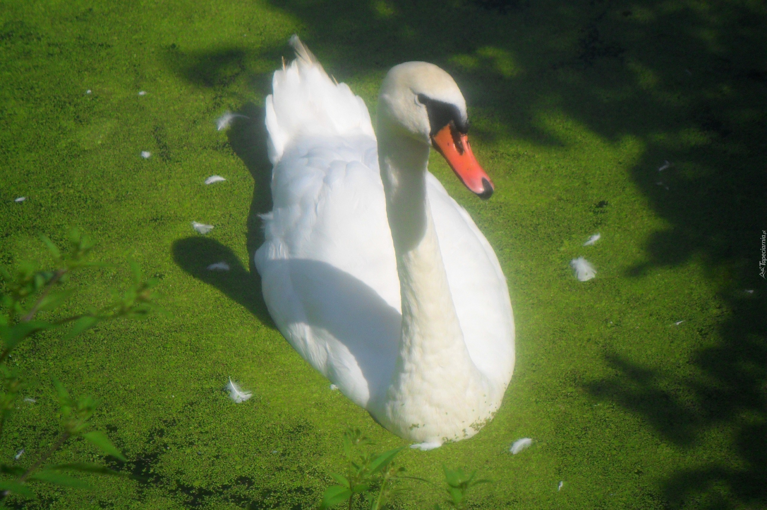 Piękny, Biały, Łabędź