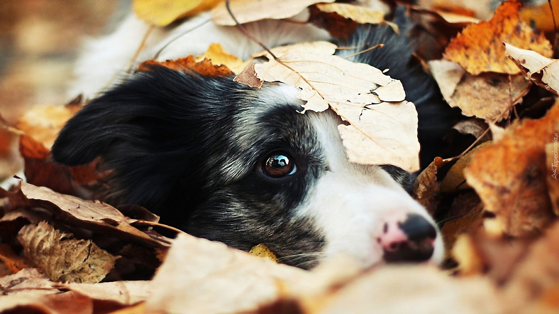 Piesek, Spojrzenie, Liście, Border collie