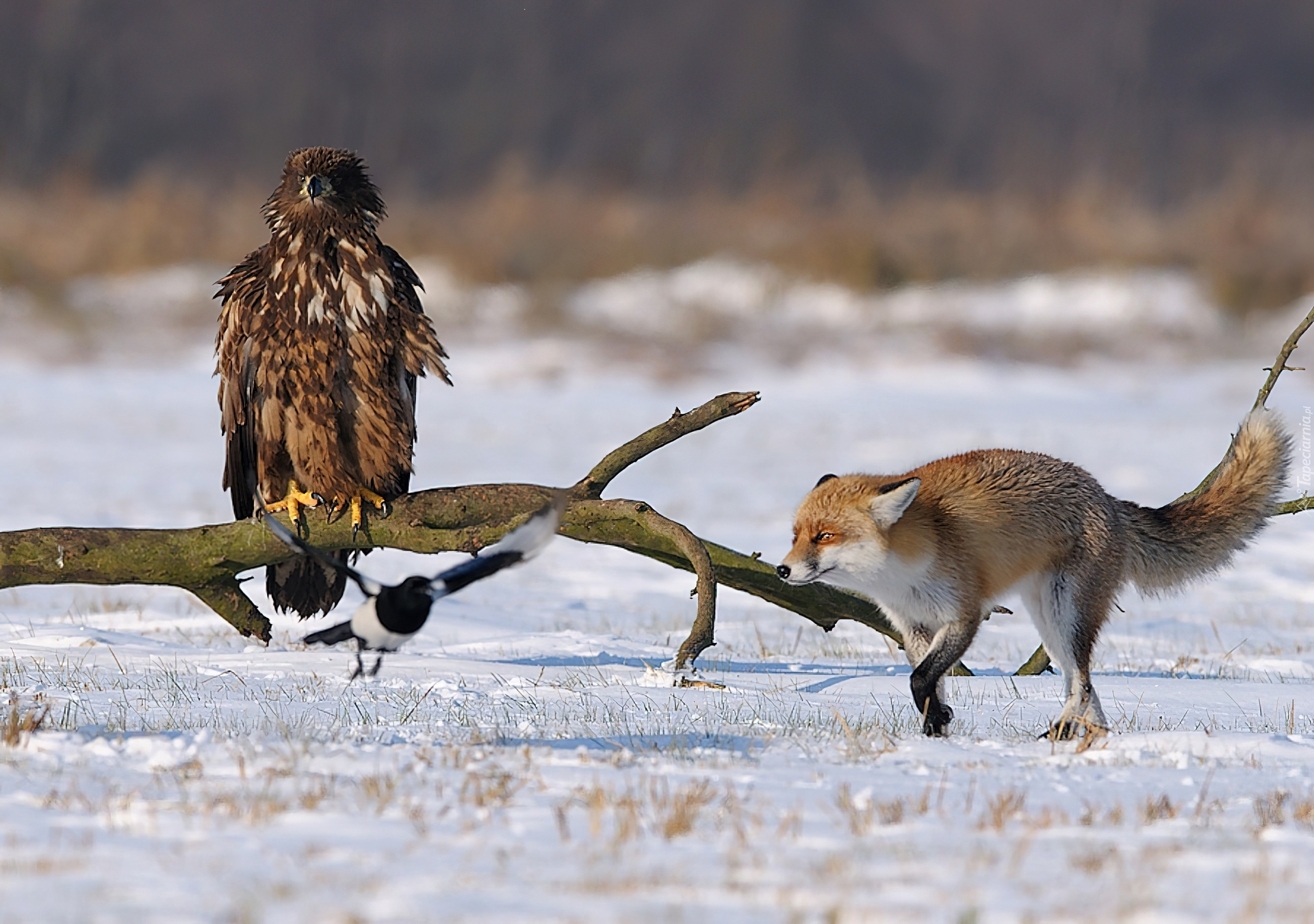 Orzeł, Lis, Sroka