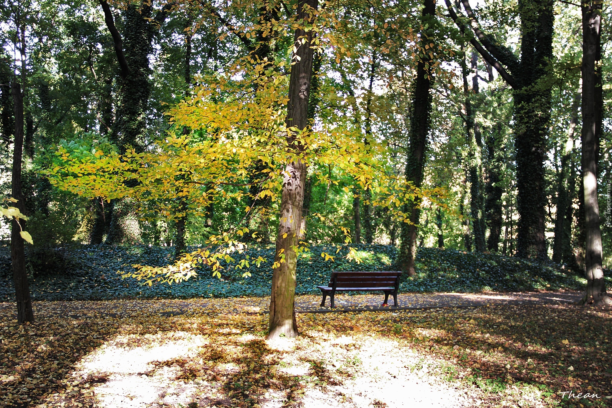 Jesienny, Park, Ławka