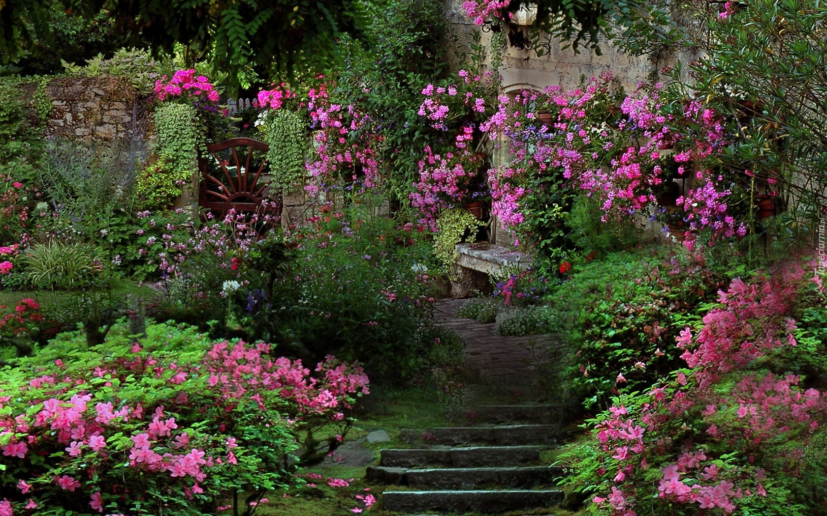 Ogród, Kwiaty, Schody
