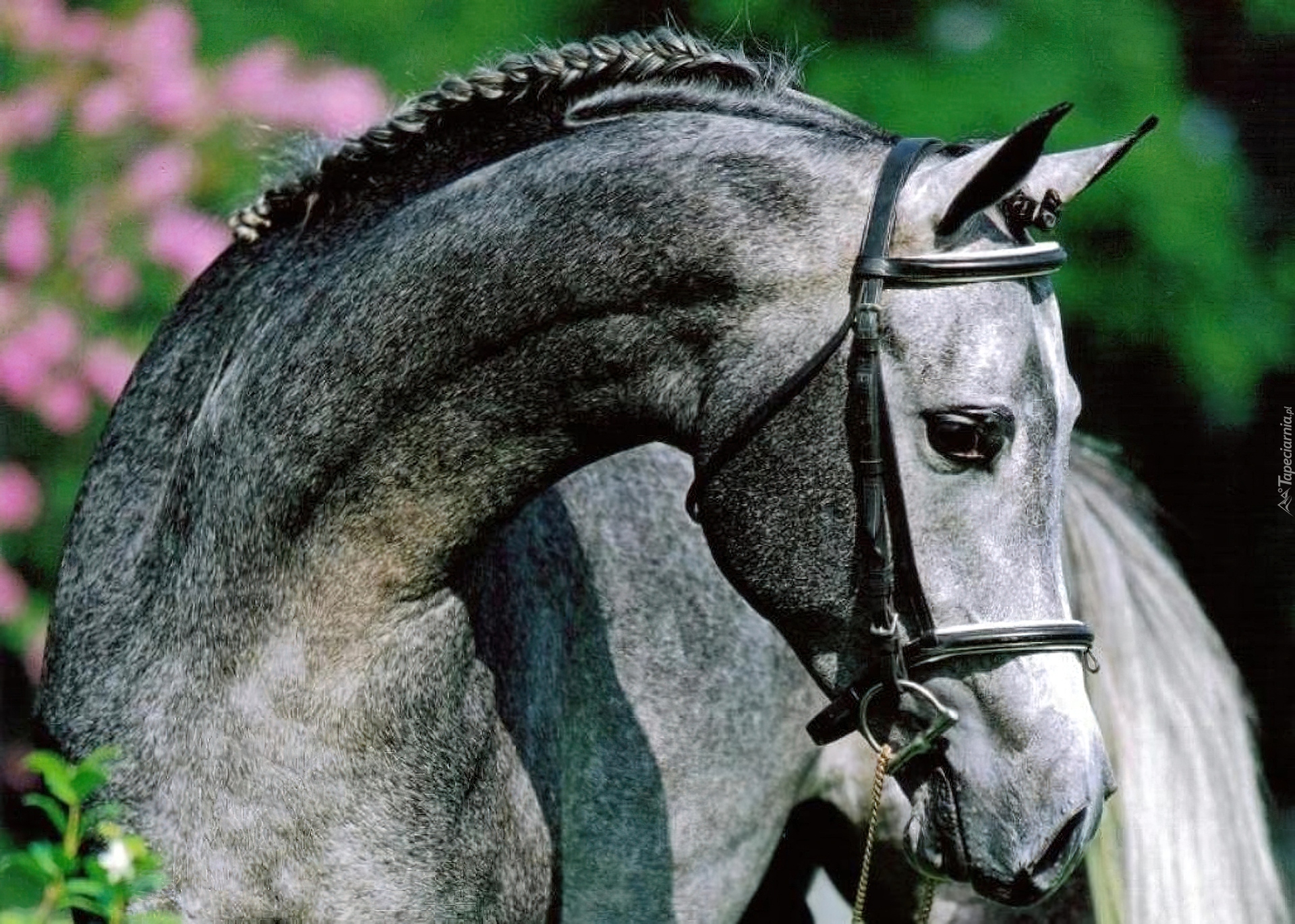 Кони в яблоках песня слушать. Серый конь. Серая лошадь. Серая в яблоках лошадь. Дымчато серый конь.