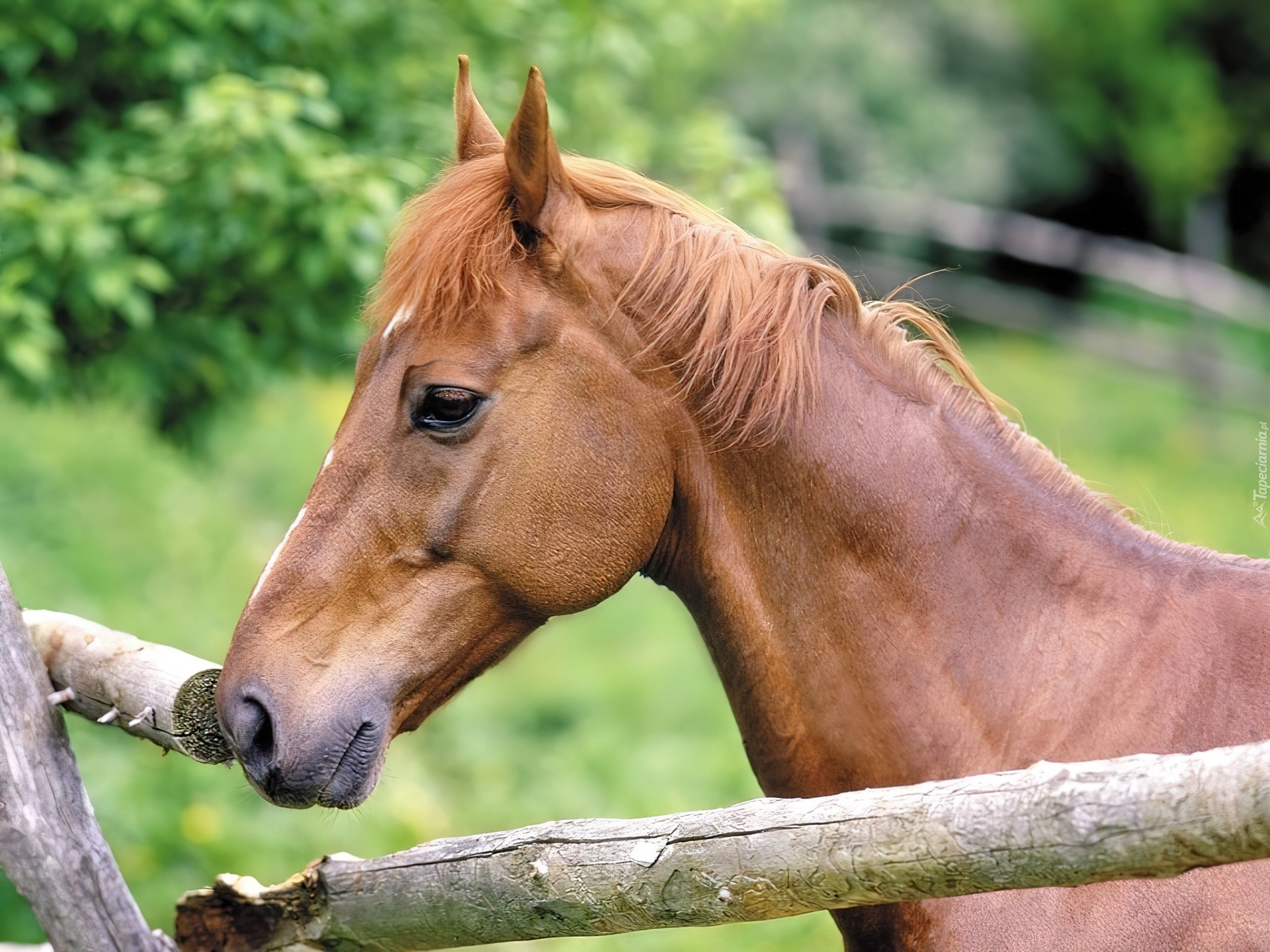 Konik, Płotek