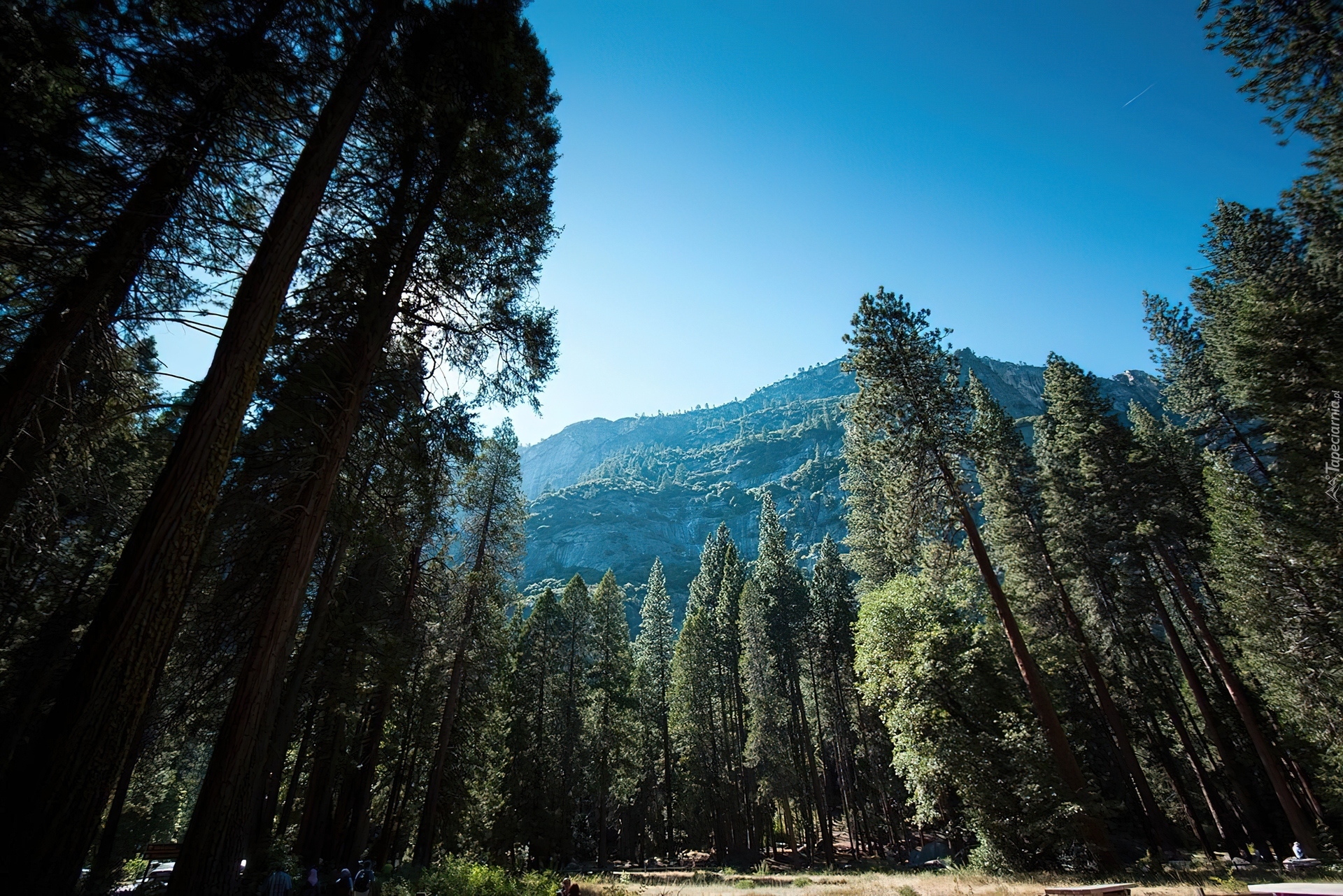 Stany Zjednoczone, Stan Kalifornia, Park Narodowy Yosemite, Góry, Las
