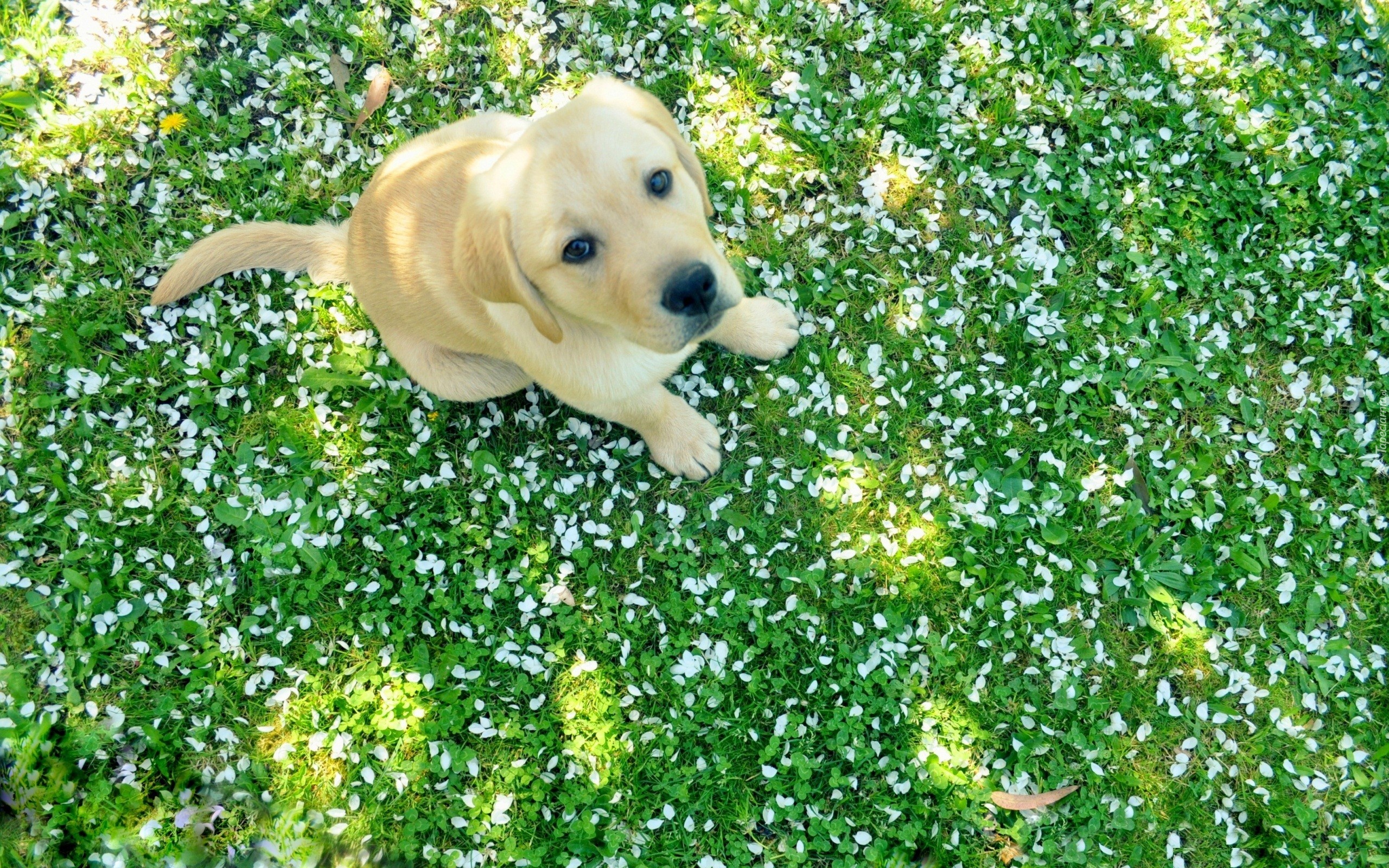 Szczeniak, Labrador, Retriever