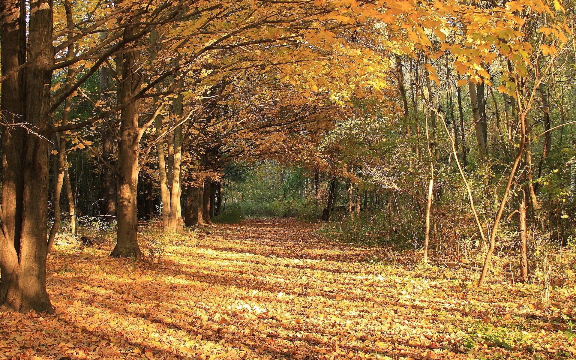 Las, Drzewa, Liście, Jesień