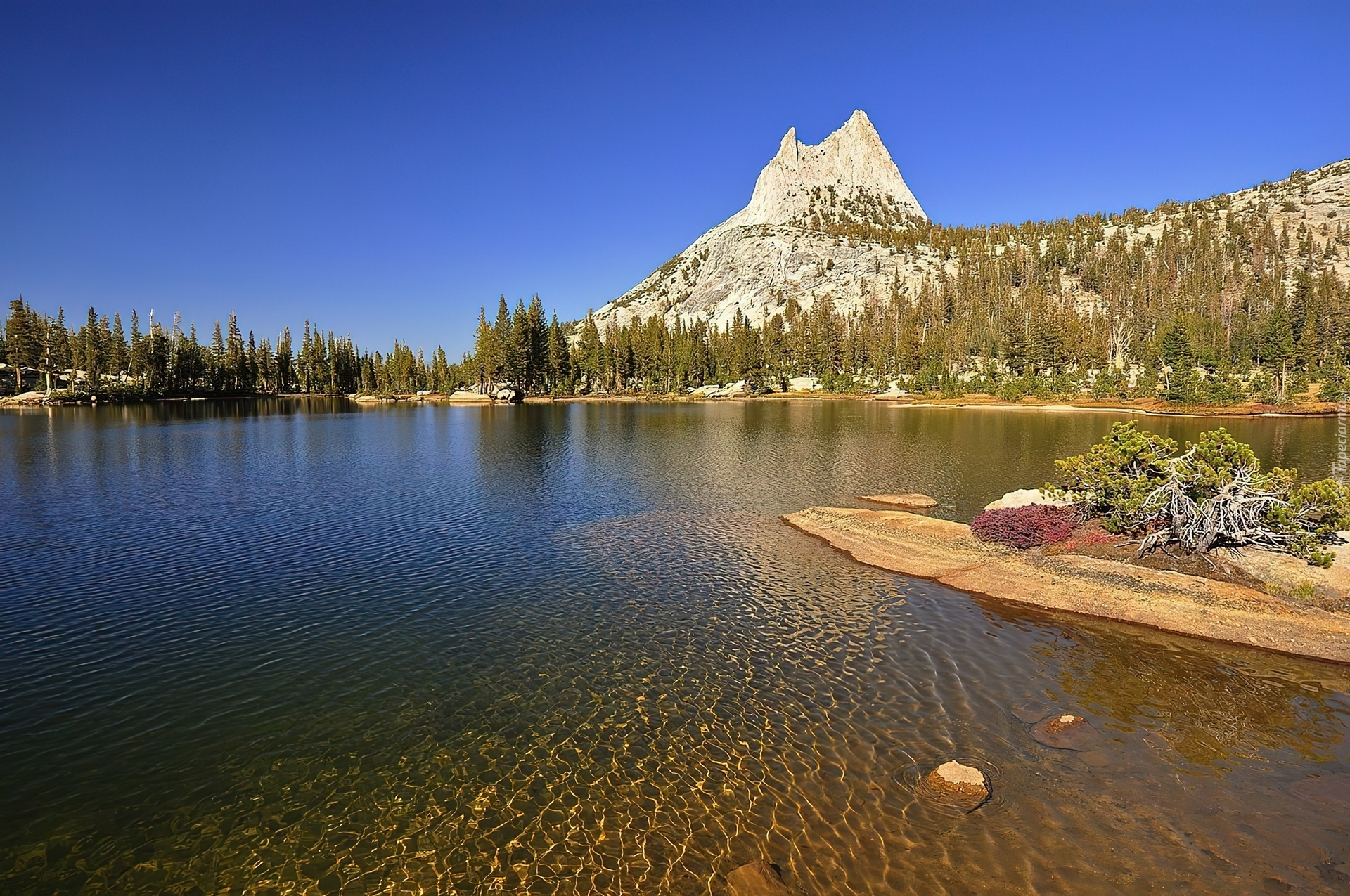 Stany Zjednoczone, Stan Kalifornia, Park Narodowy Yosemite, Jezioro, Góra Cathedral Peak, Drzewa