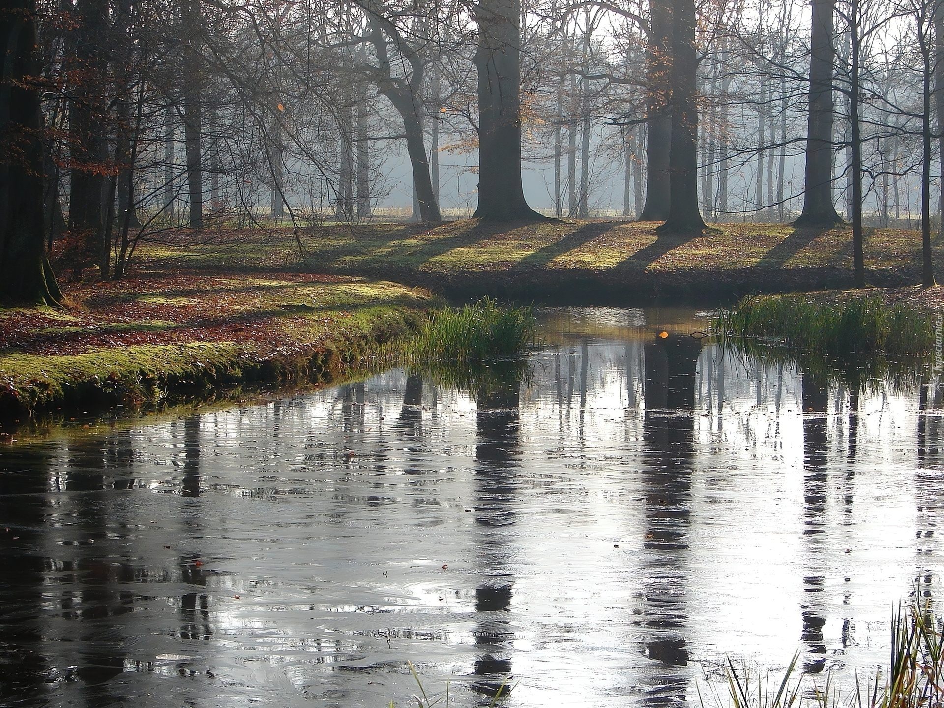 Jezioro, Las, Poranek