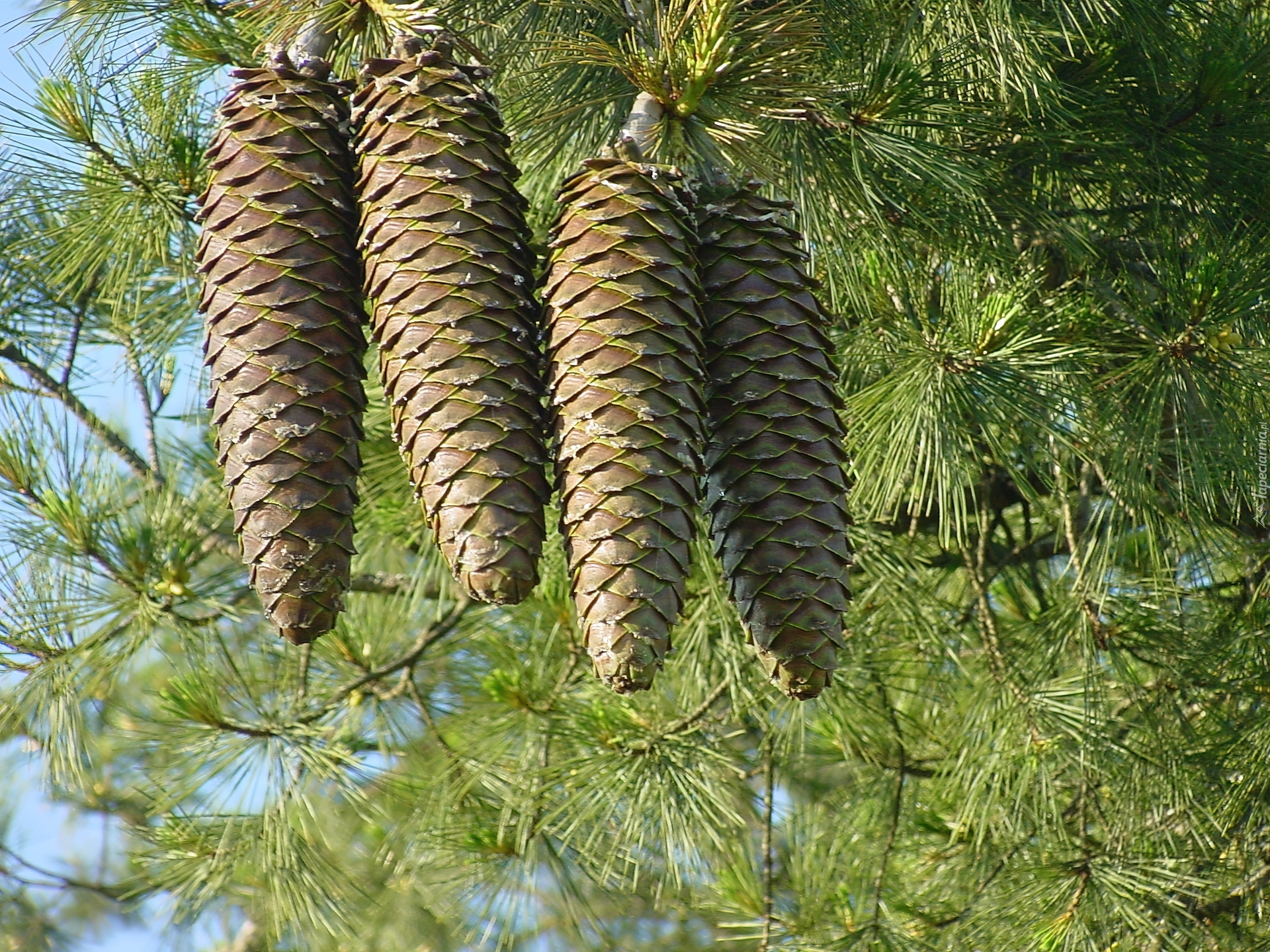 Распространенные хвойные деревья. Сосны Pinus lambertiana. Сосна Ламберта шишки. Pinus lambertiana шишка. Лиственница Сибирская Larix sibirica.