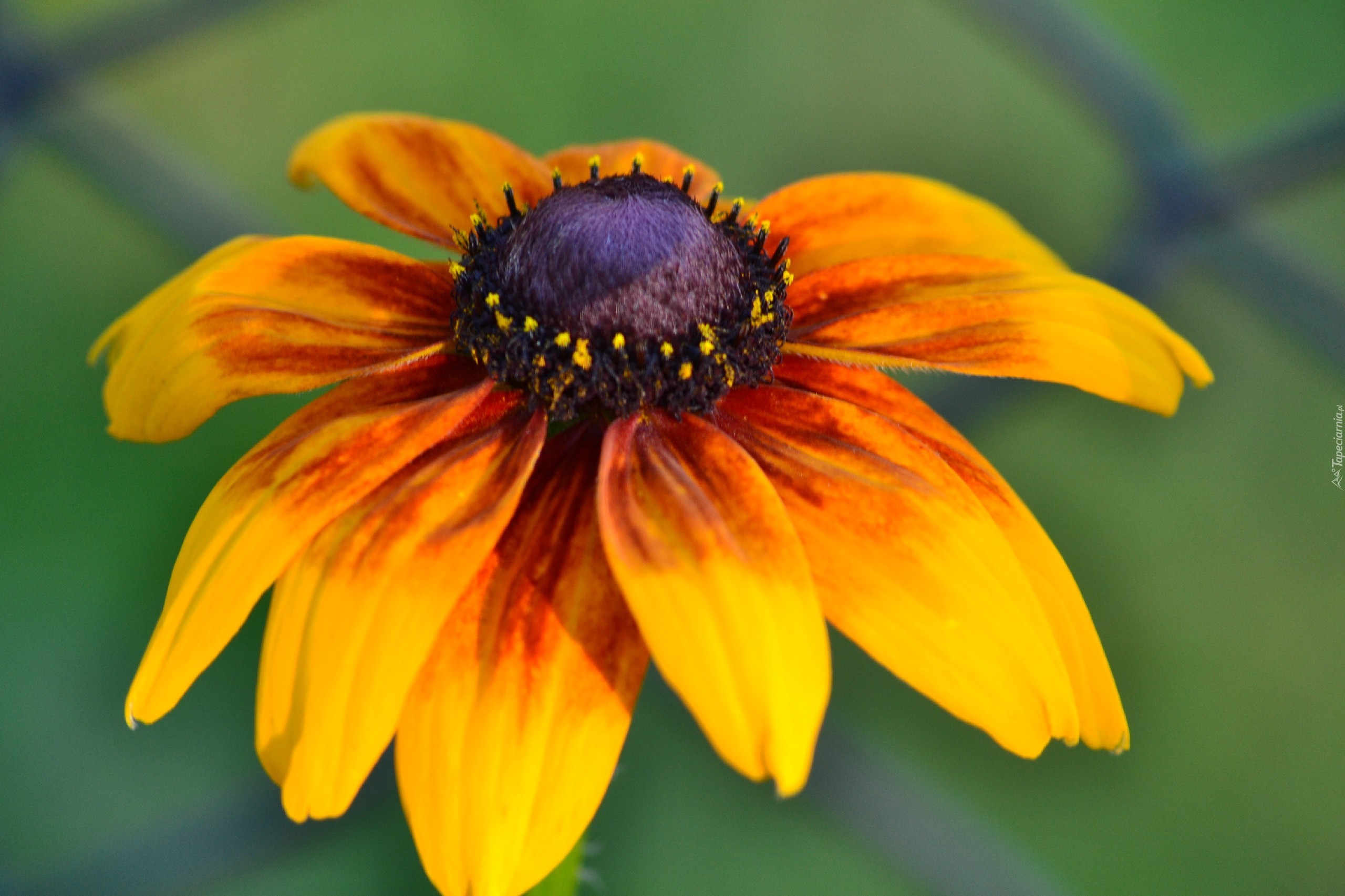 Rudbekia, Pomarańczowa