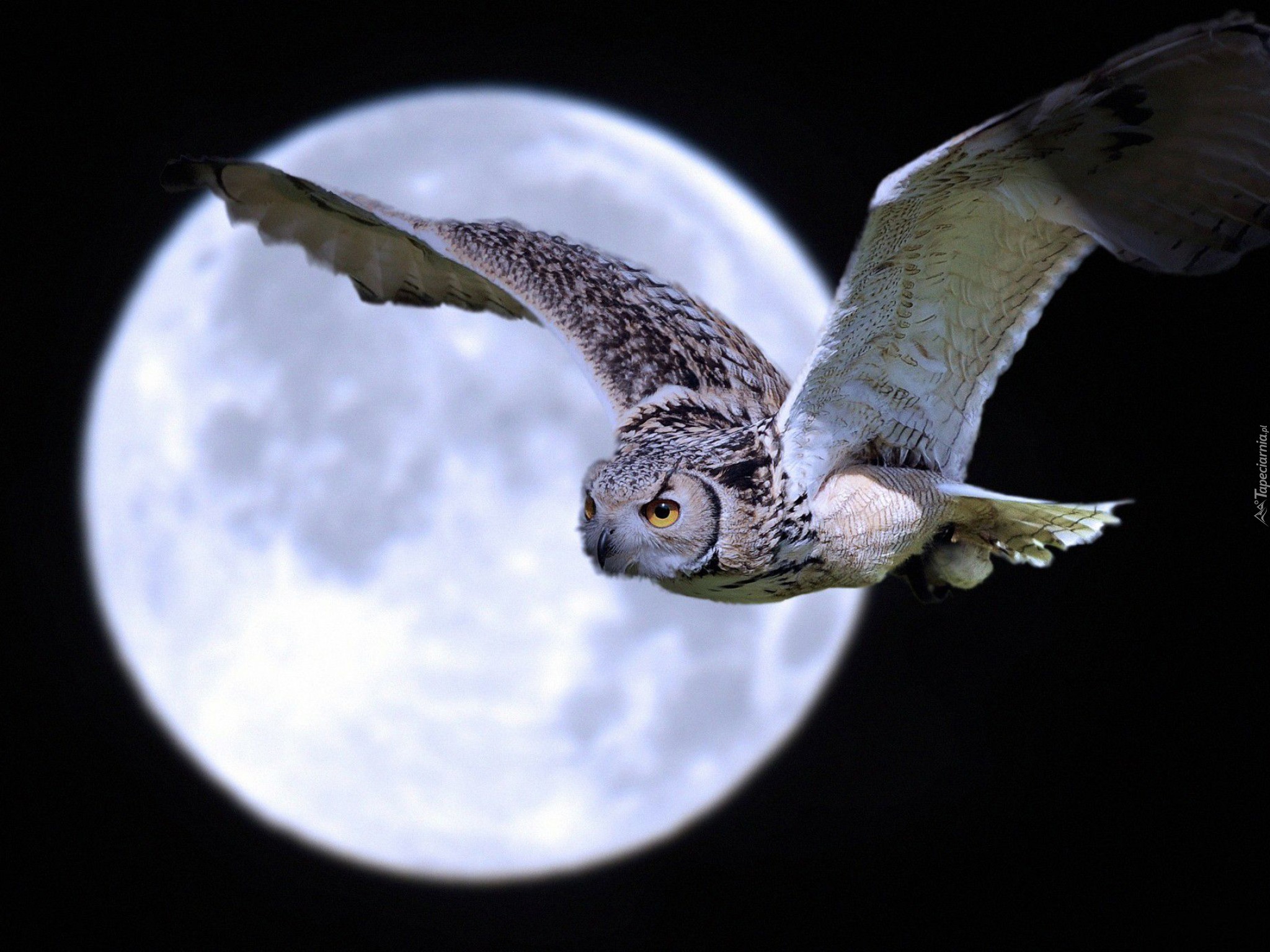Птицы которые охотятся ночью. Ночная Сова.(Night Owl).1993. Сова ночная хищная птица.