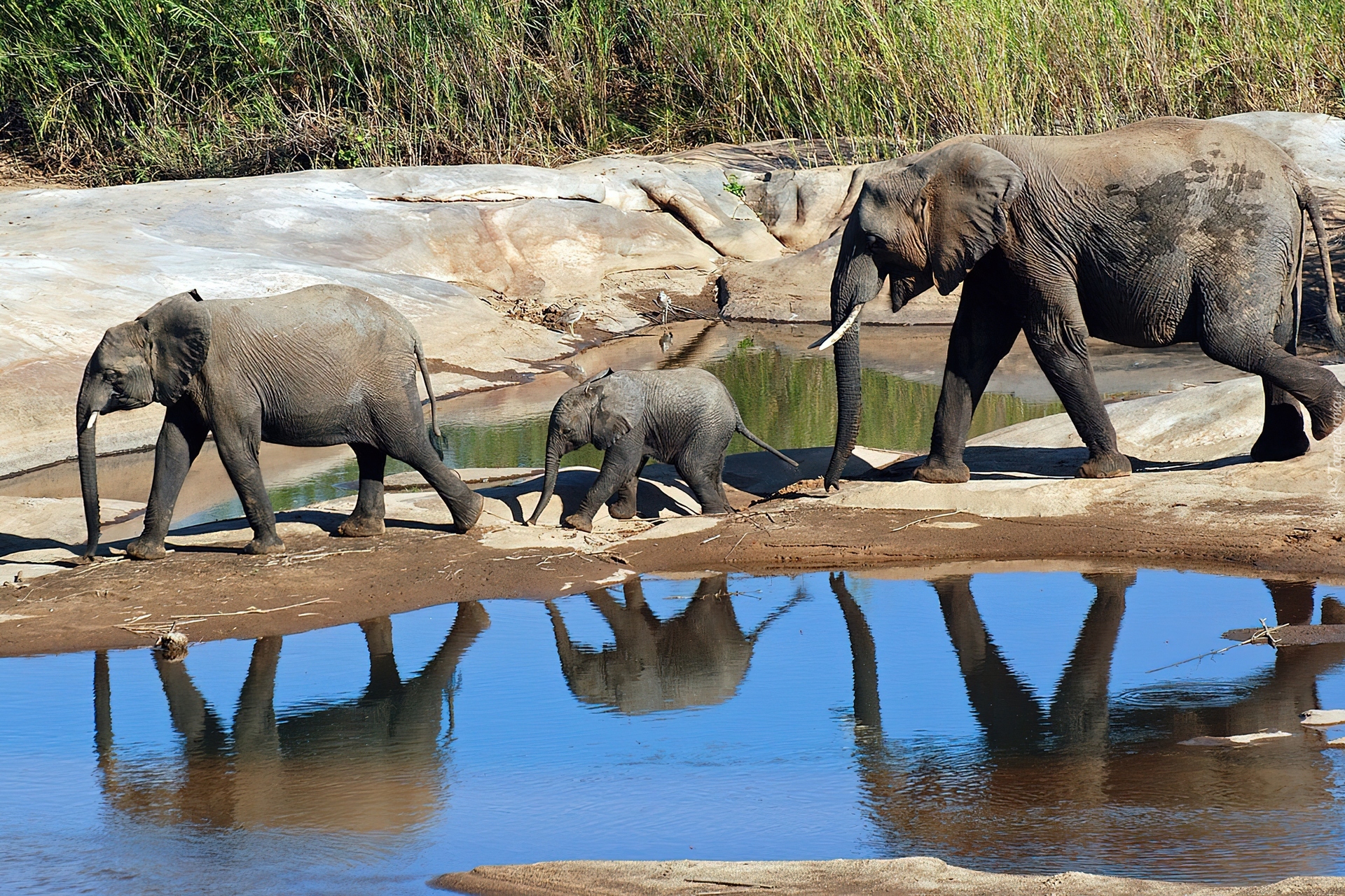 Słonie, Rodzina, Woda, Trawa
