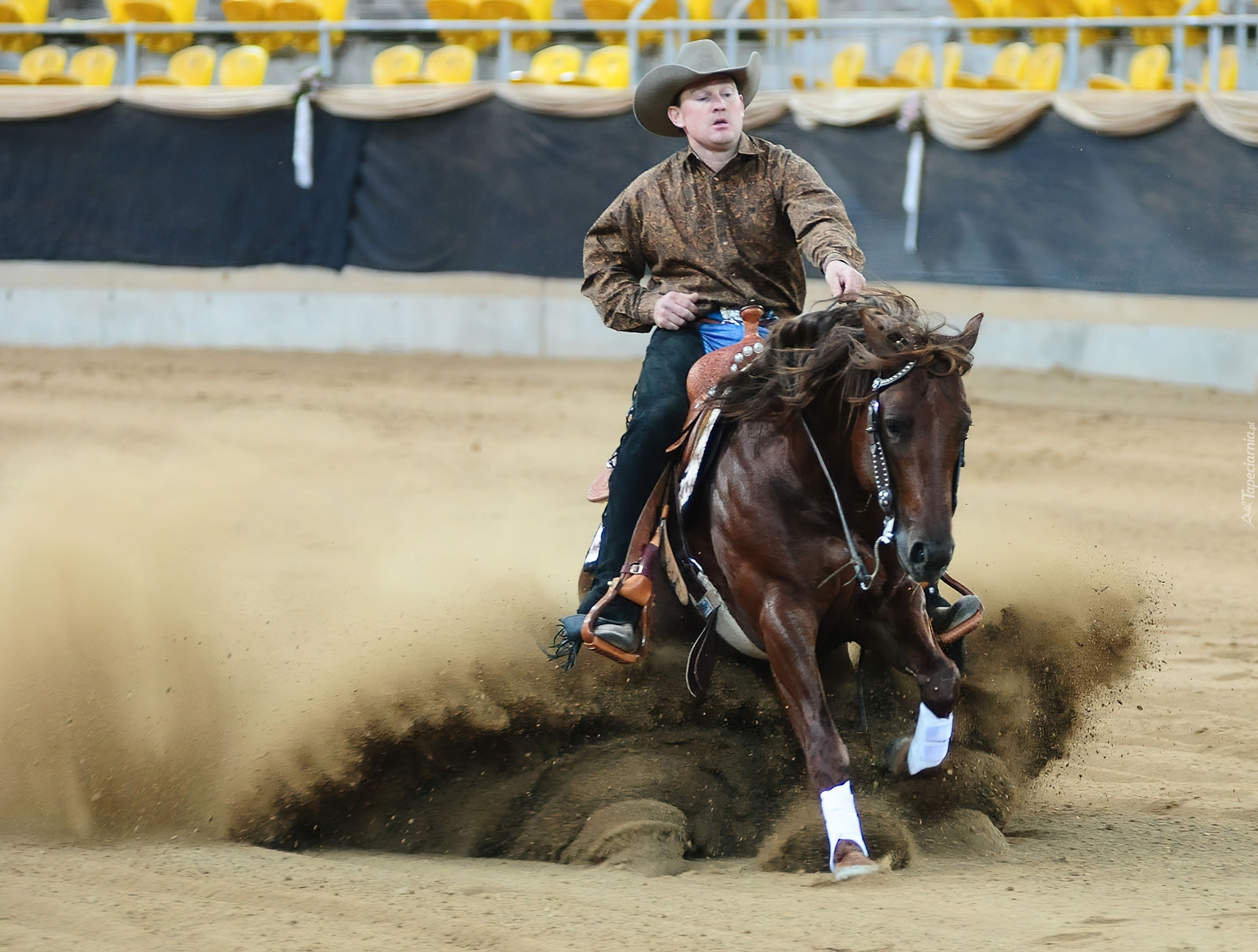 Rodeo, Kowboj, Koń