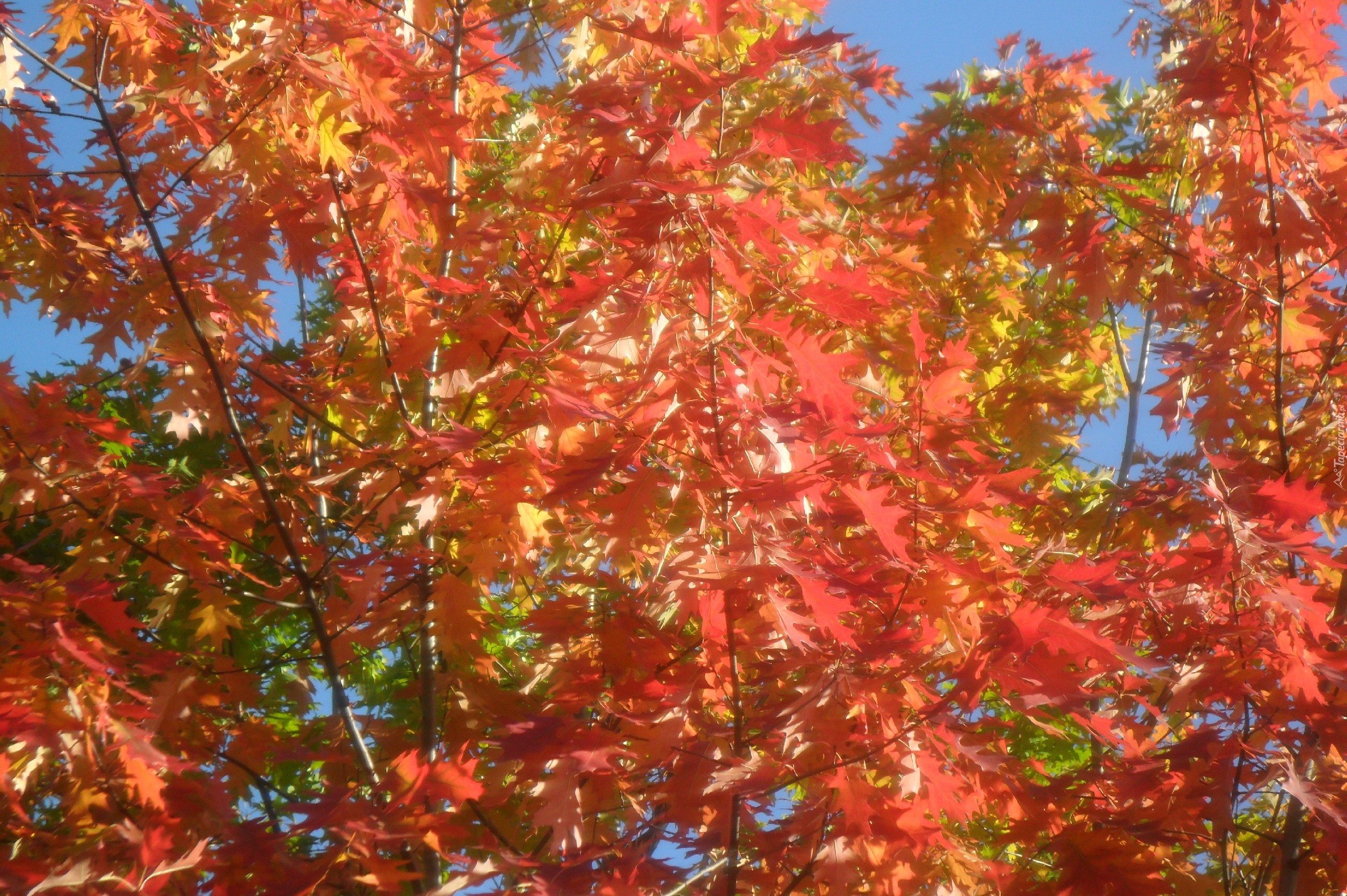Drzewo, Kolorowe, Liście, Jesień