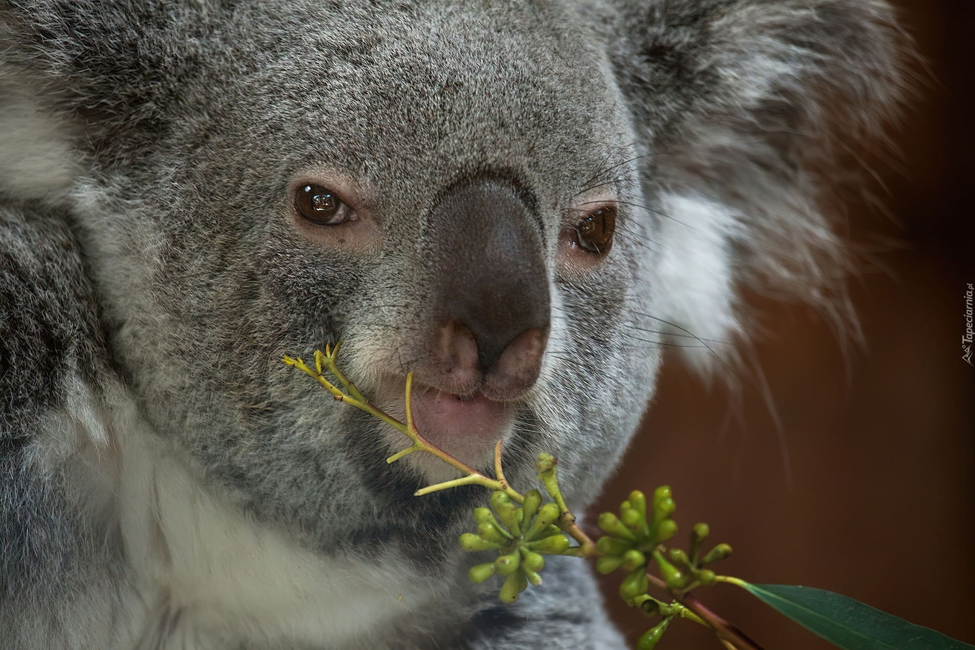 Koala, Głowa, Gałązka