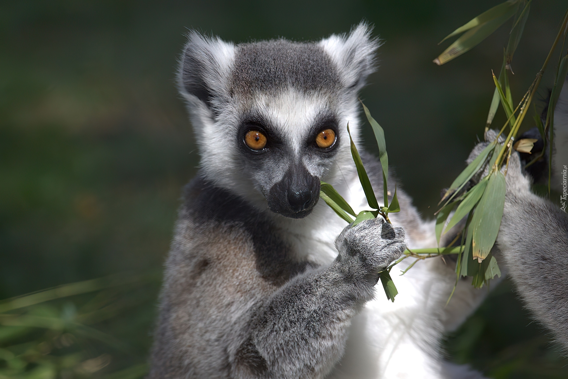 Lemur, Liśtki