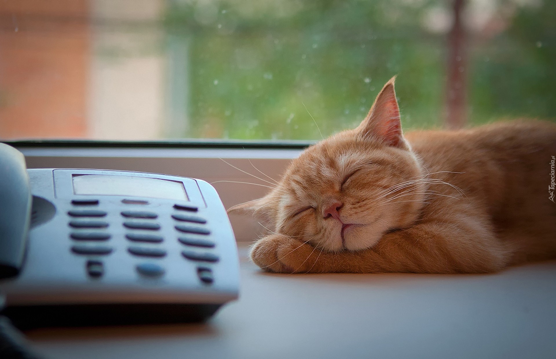 Śpiący, Rudy, Kot, Telefon