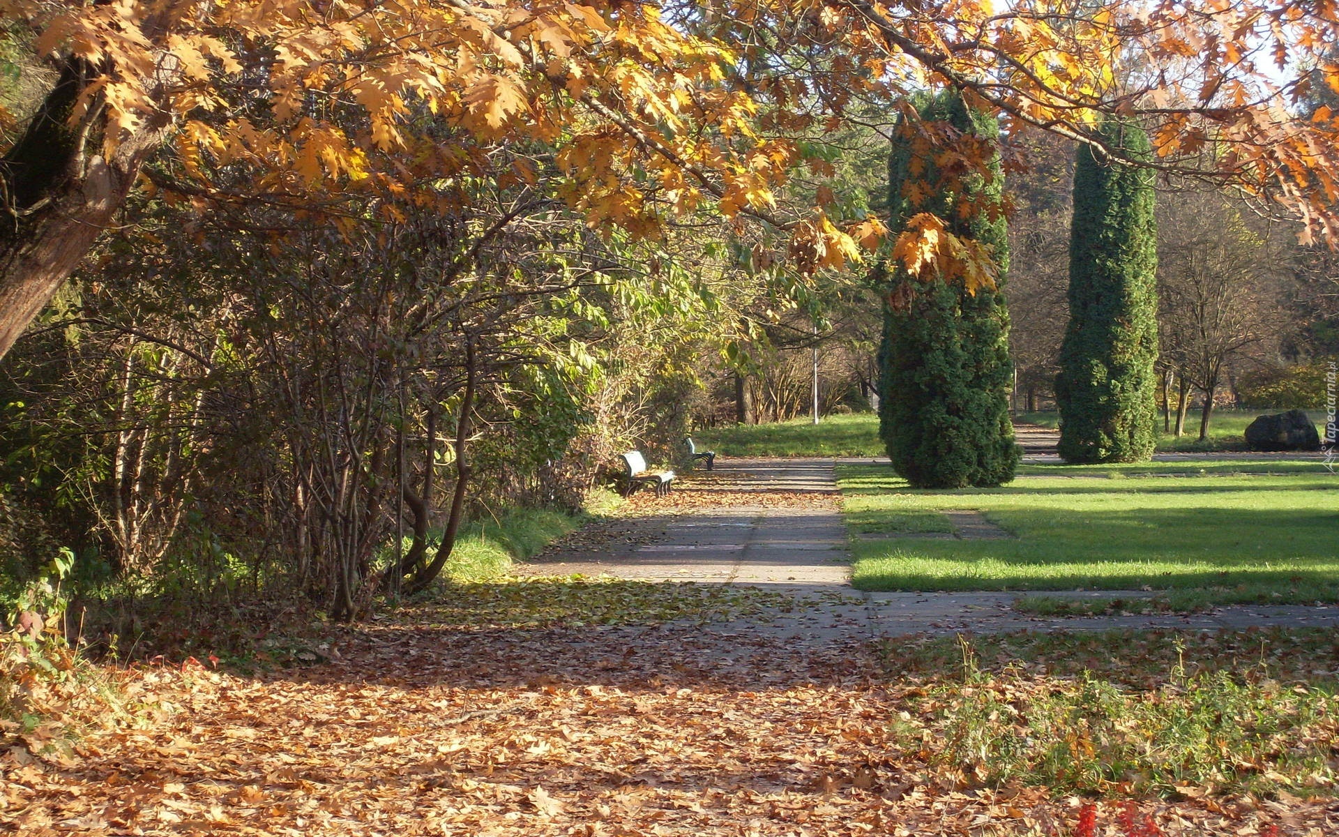 Park, Drzewa, Liście, Jesień