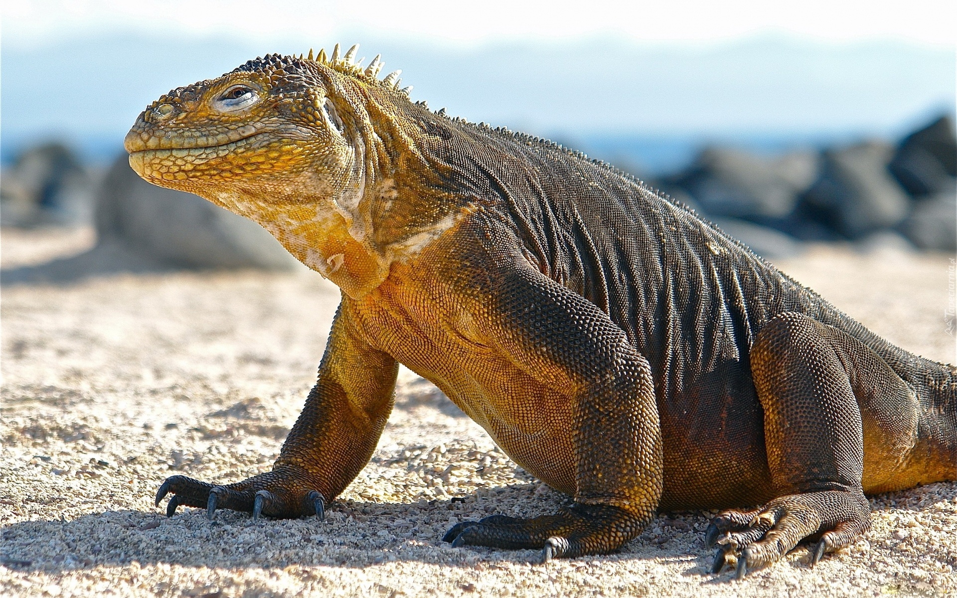 Waran, Komodo