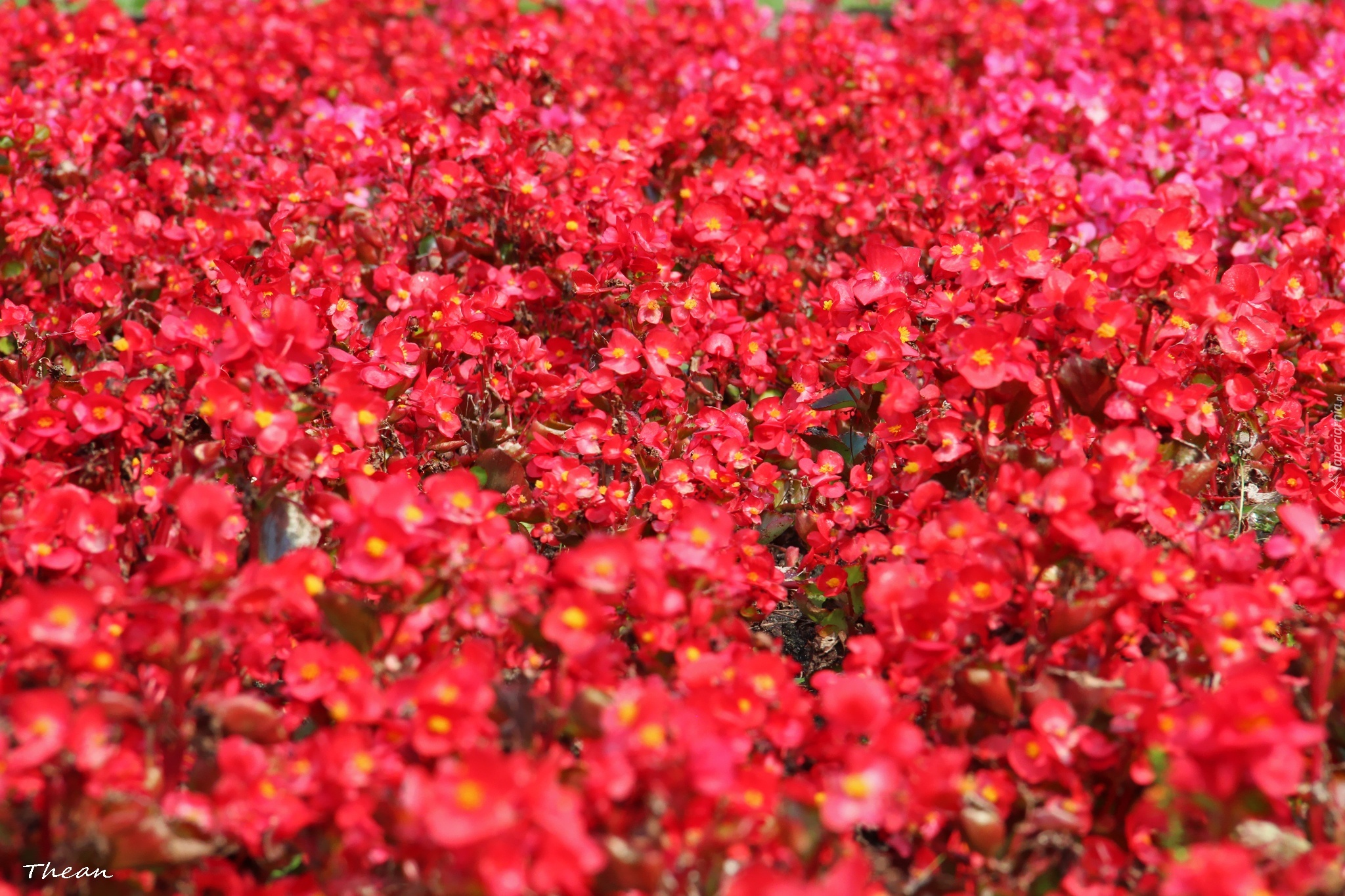 Czerwone, Kwiaty, Rabatowe