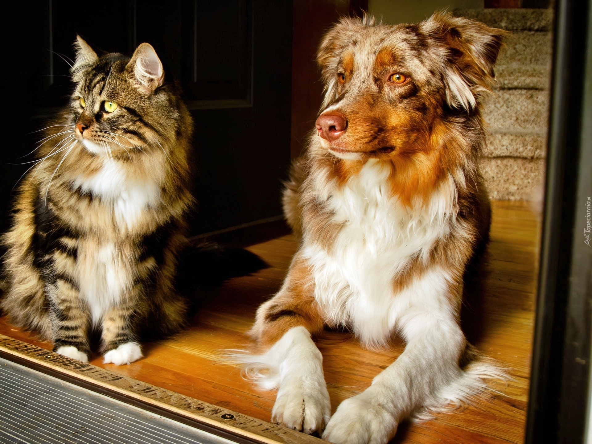 Kot, Pies,  Owczarek australijski, Australian shepherd