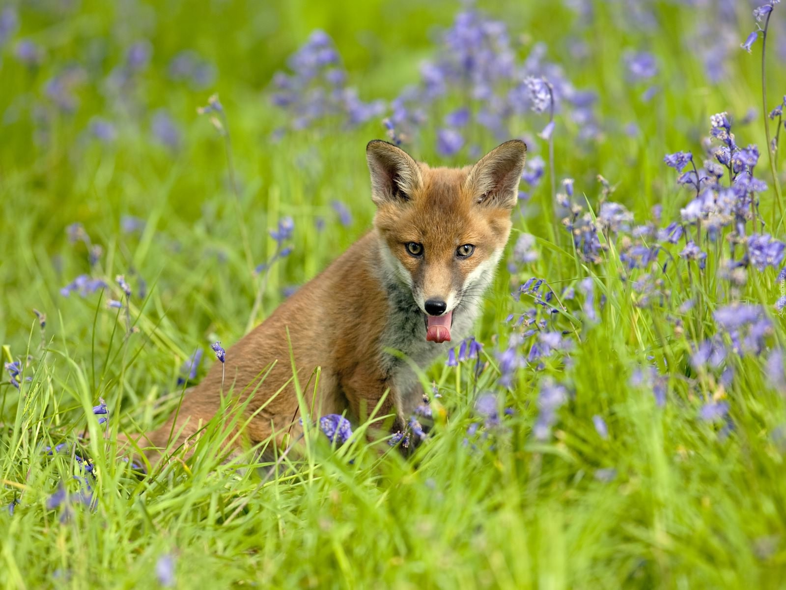 Fox org. Природа и животные. Животные на лугу. Животные весной. Лиса летом.