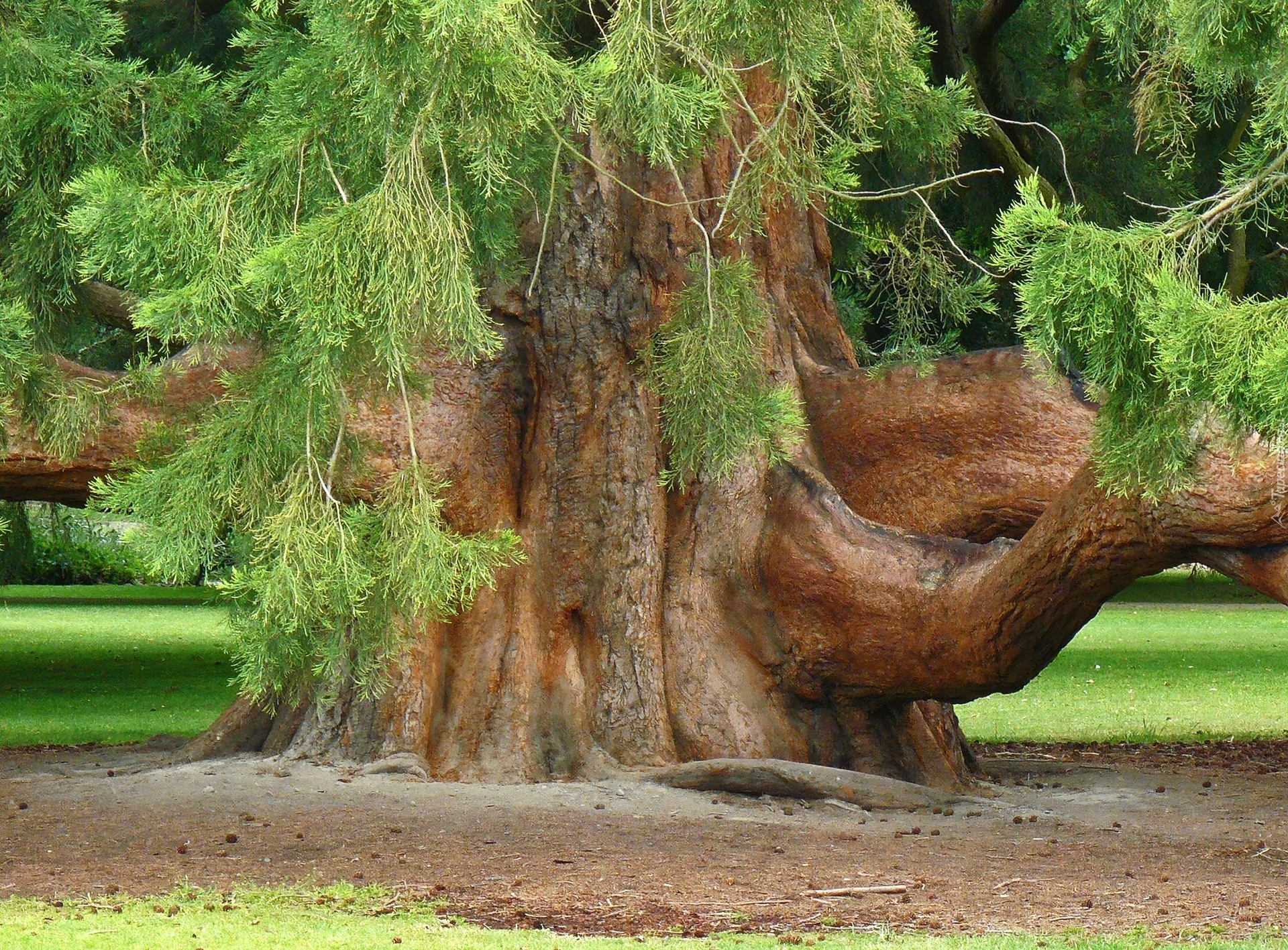 Дерево ис. Додонский дуб. Огромное дерево. Старые деревья. Древнее дерево.