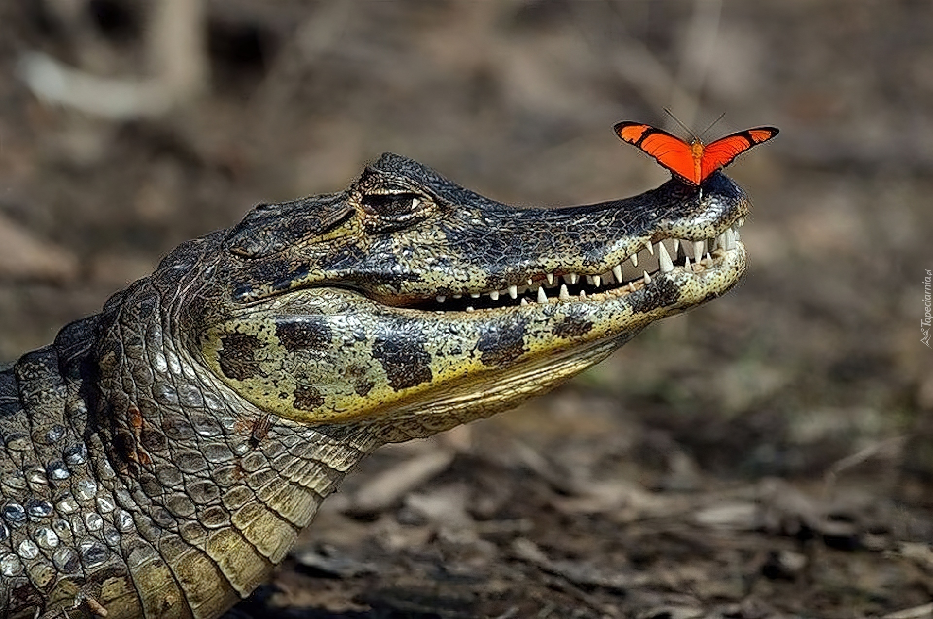 Krokodyl, Motyl