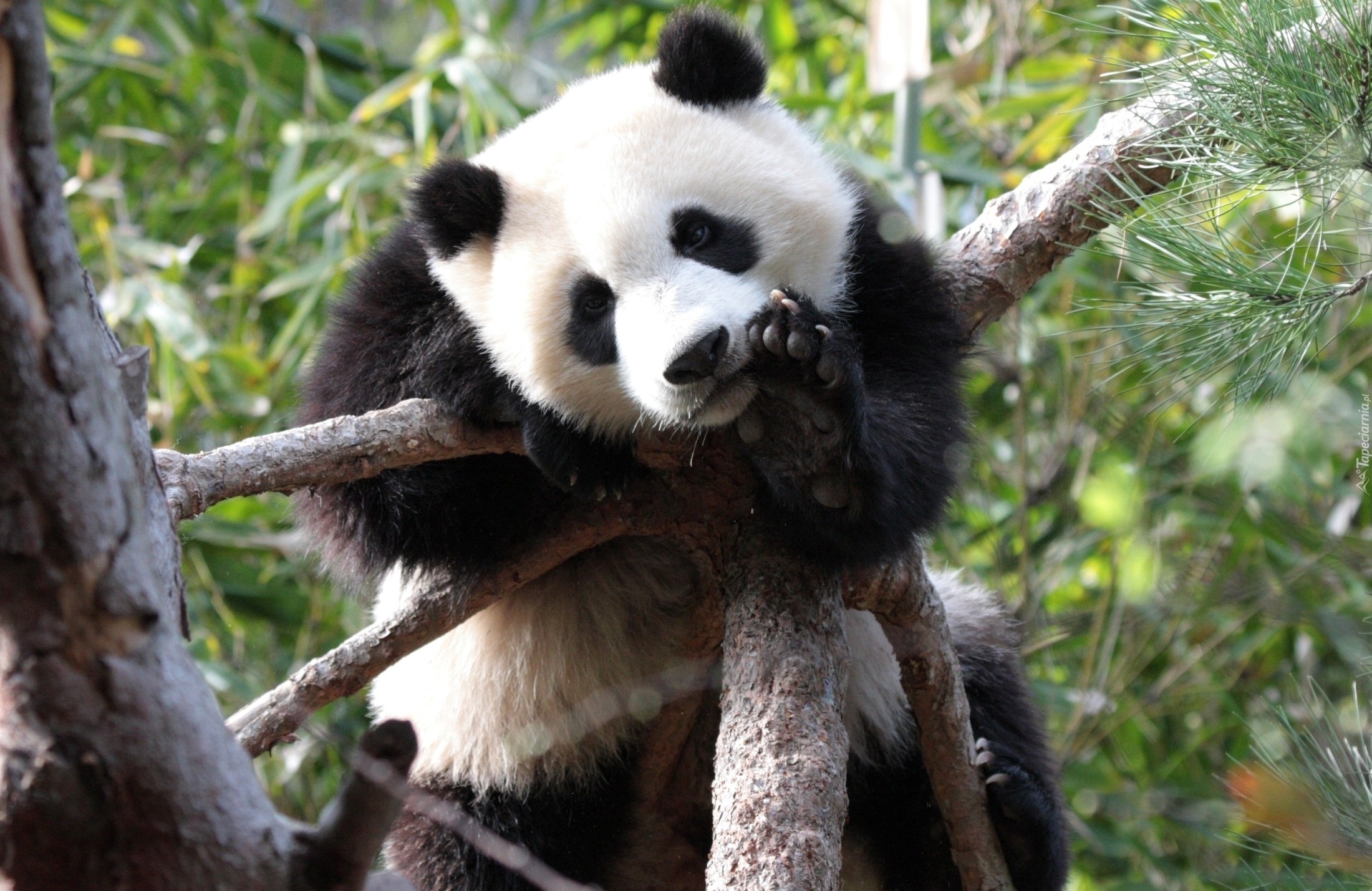 Panda, Łapka, Drzewo