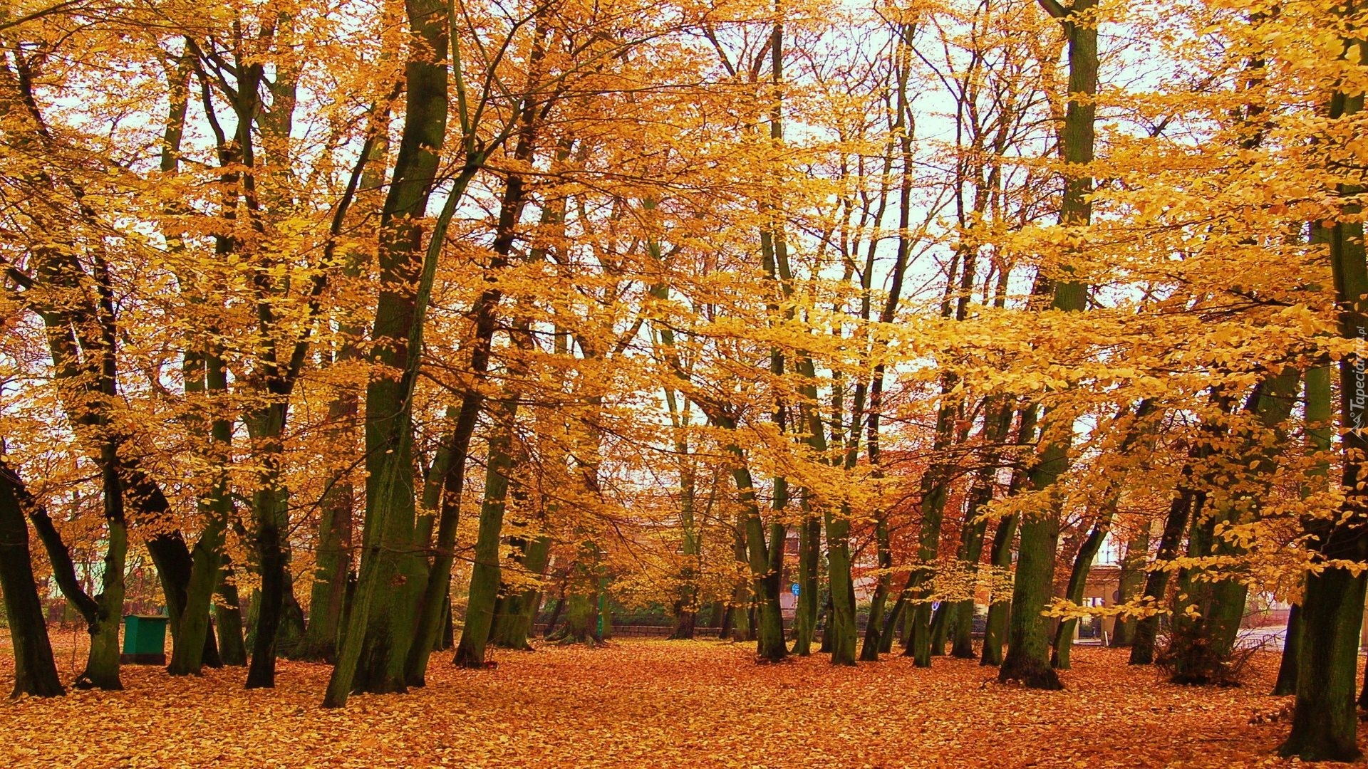 Jesień, Drzewa, Park