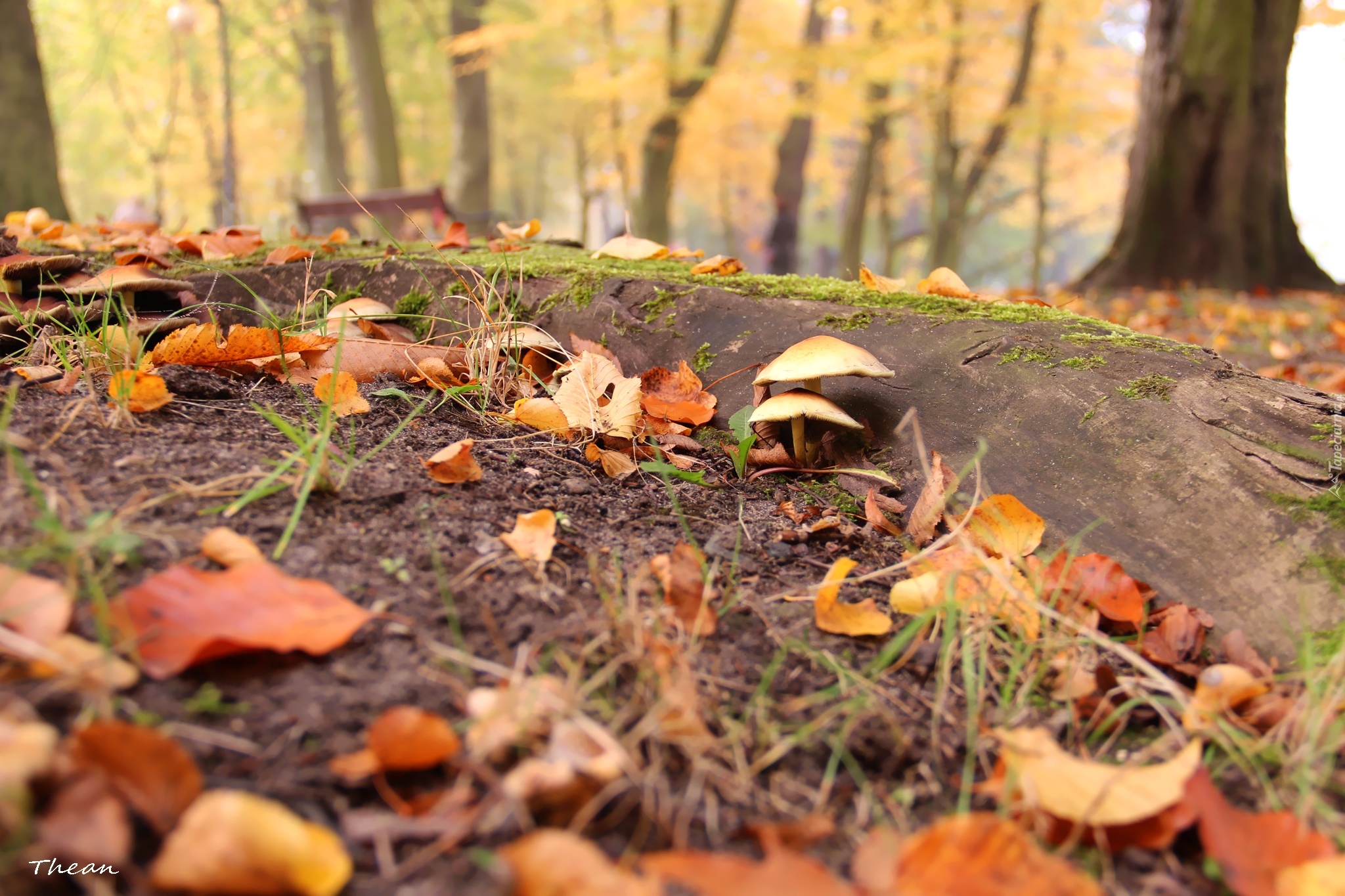 Suche, Liście, Grzybki, Korzeń, Park