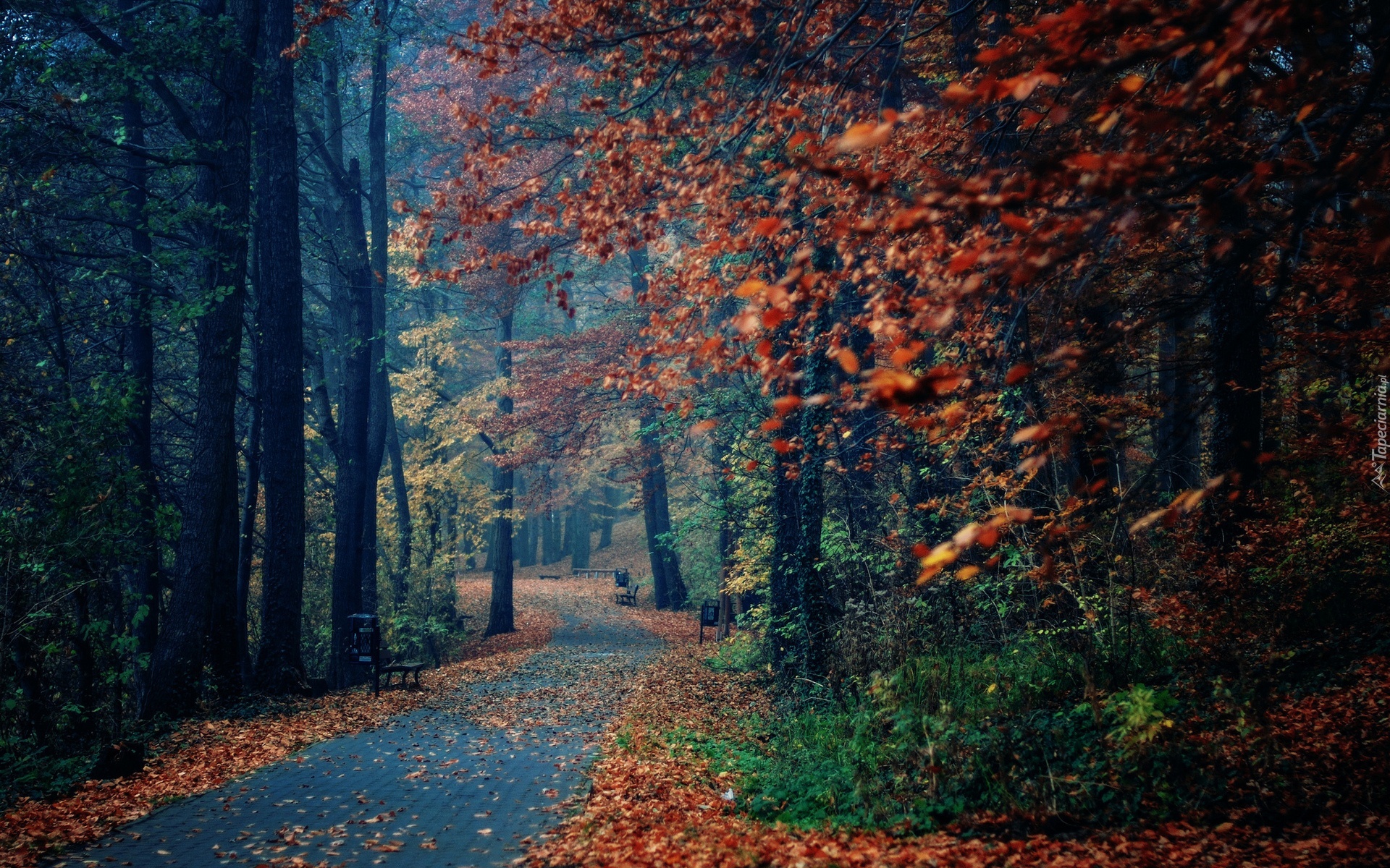 дорога, осень, деревья, листопад без смс