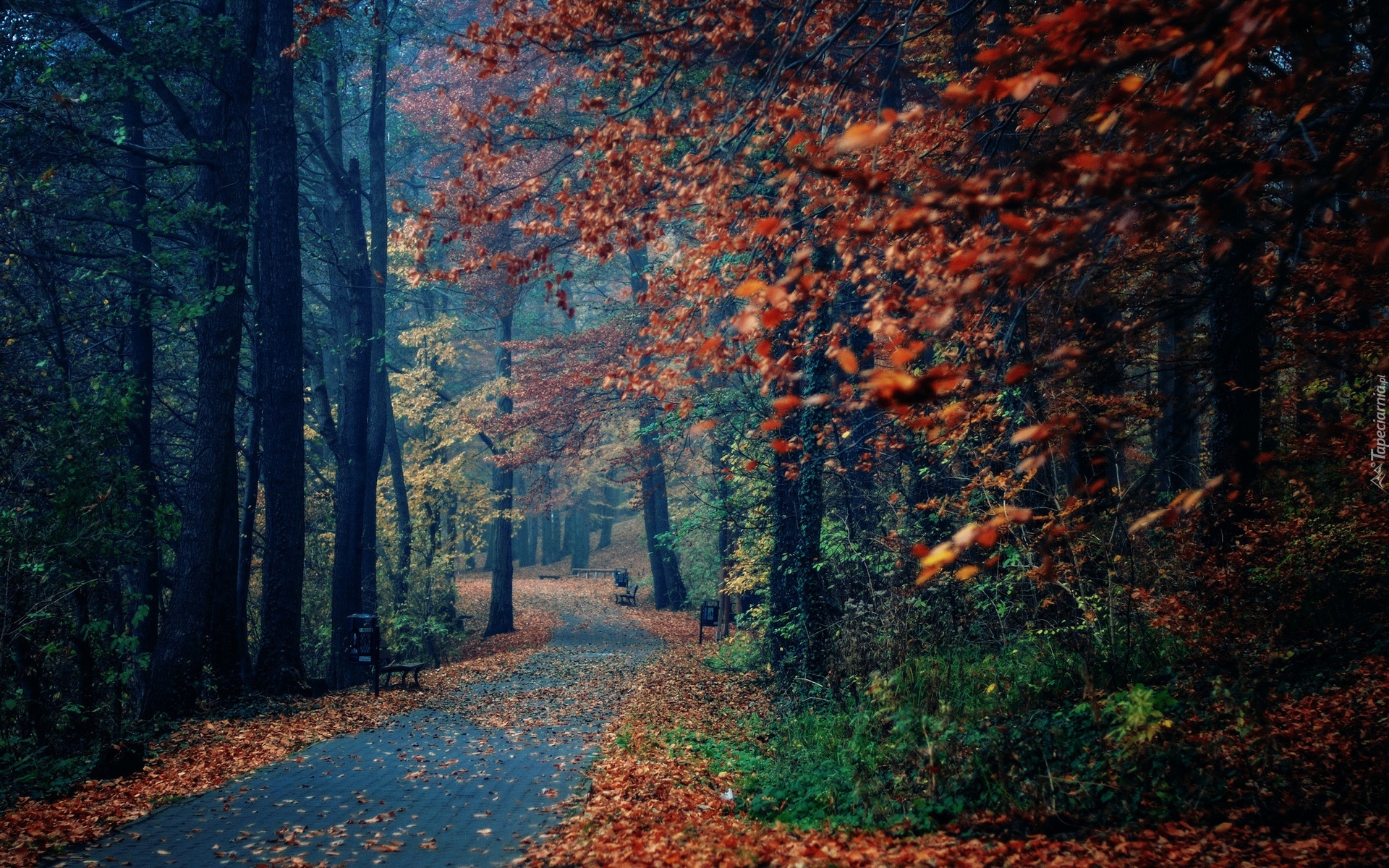 Park, Drzewa, Liście, Ławki, Jesień