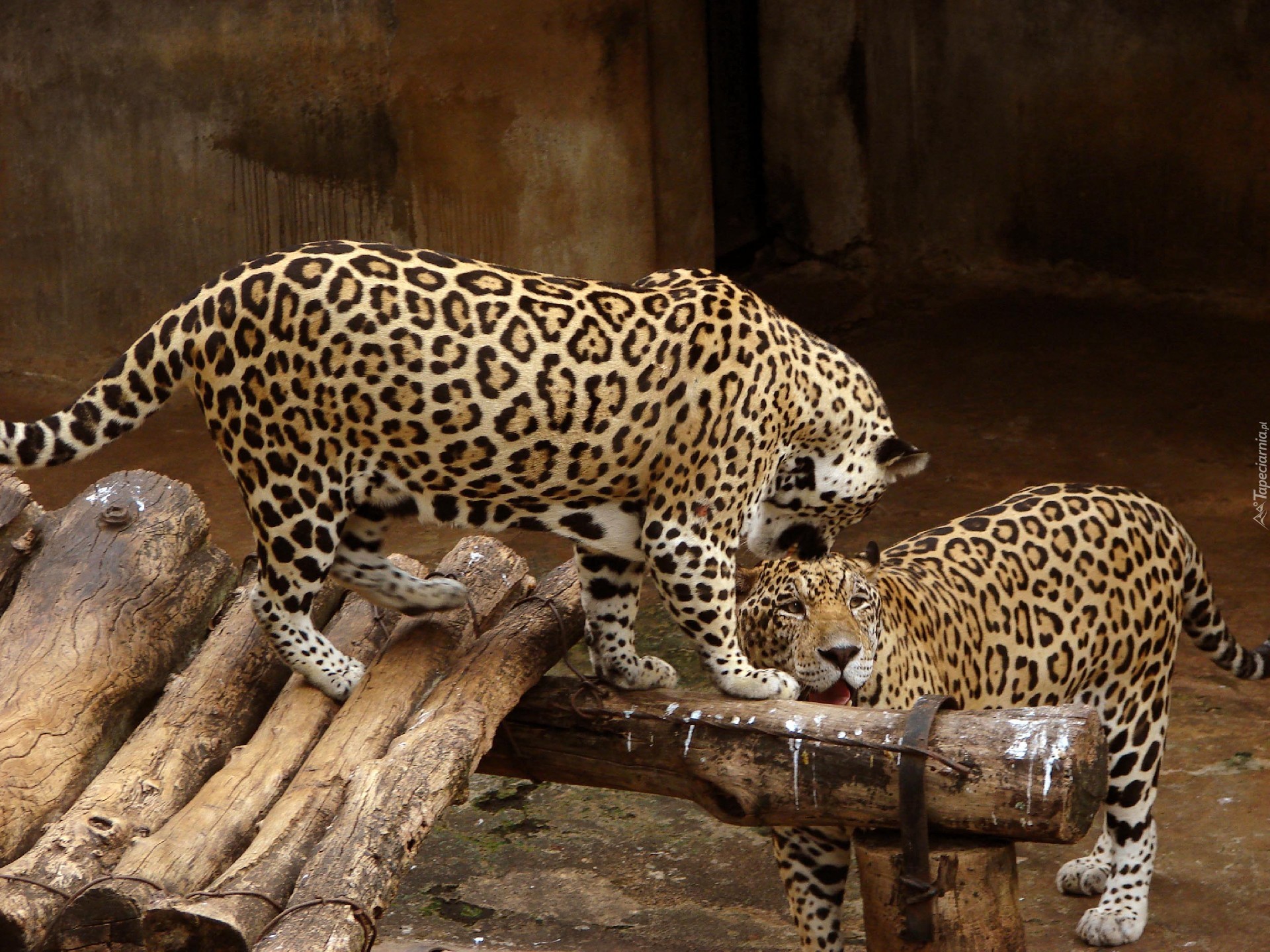 Jaguary, Para, ZOO