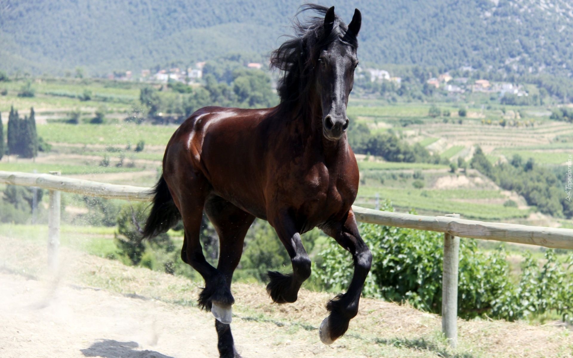 Koń, Galop
