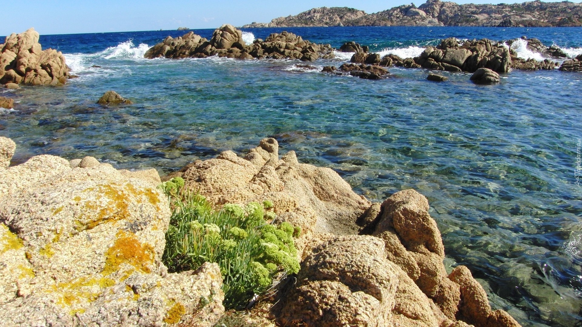 Morze, Kamienie, Roślina
