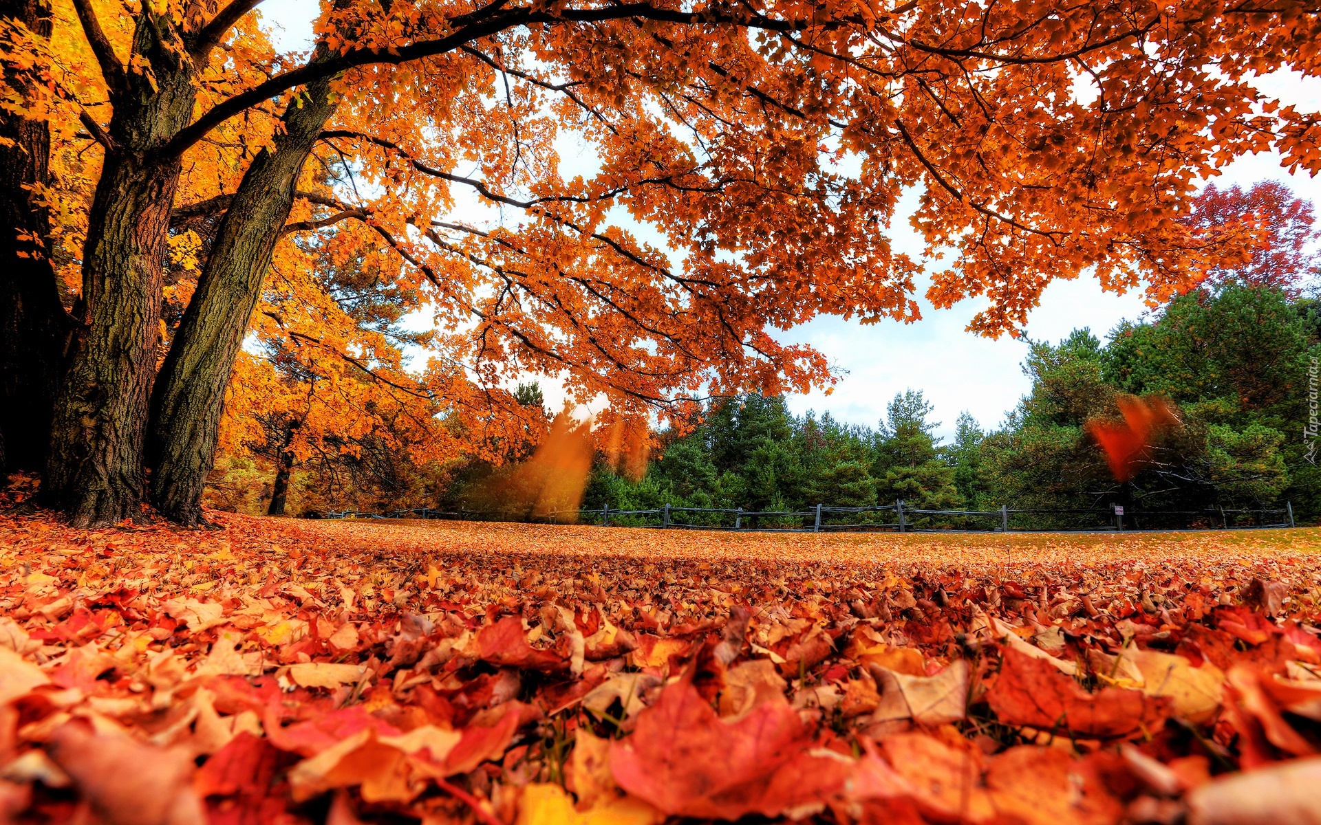 Park, Kolorowe, Drzewa, Liście