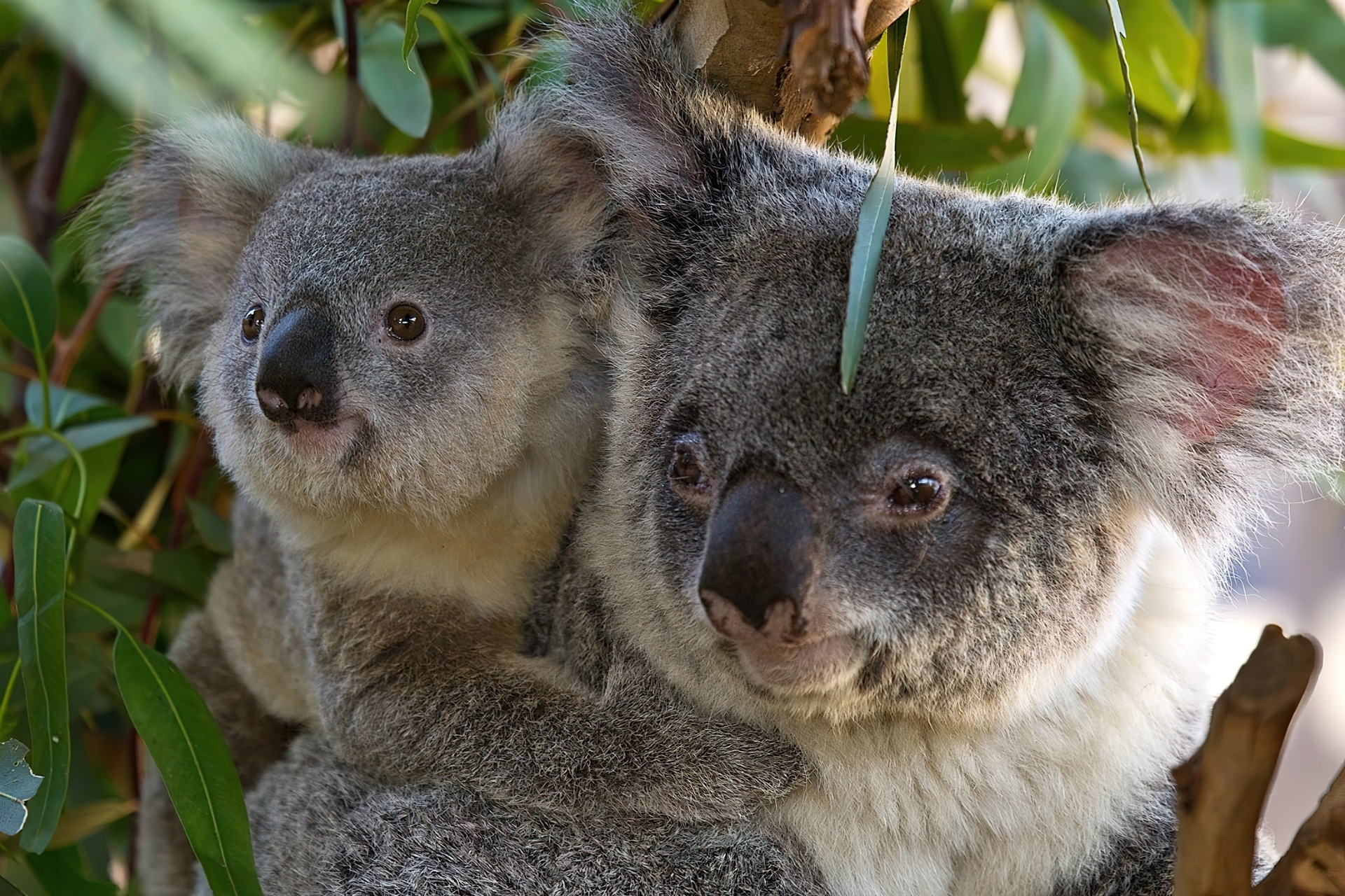 Miś, Koala, Małe