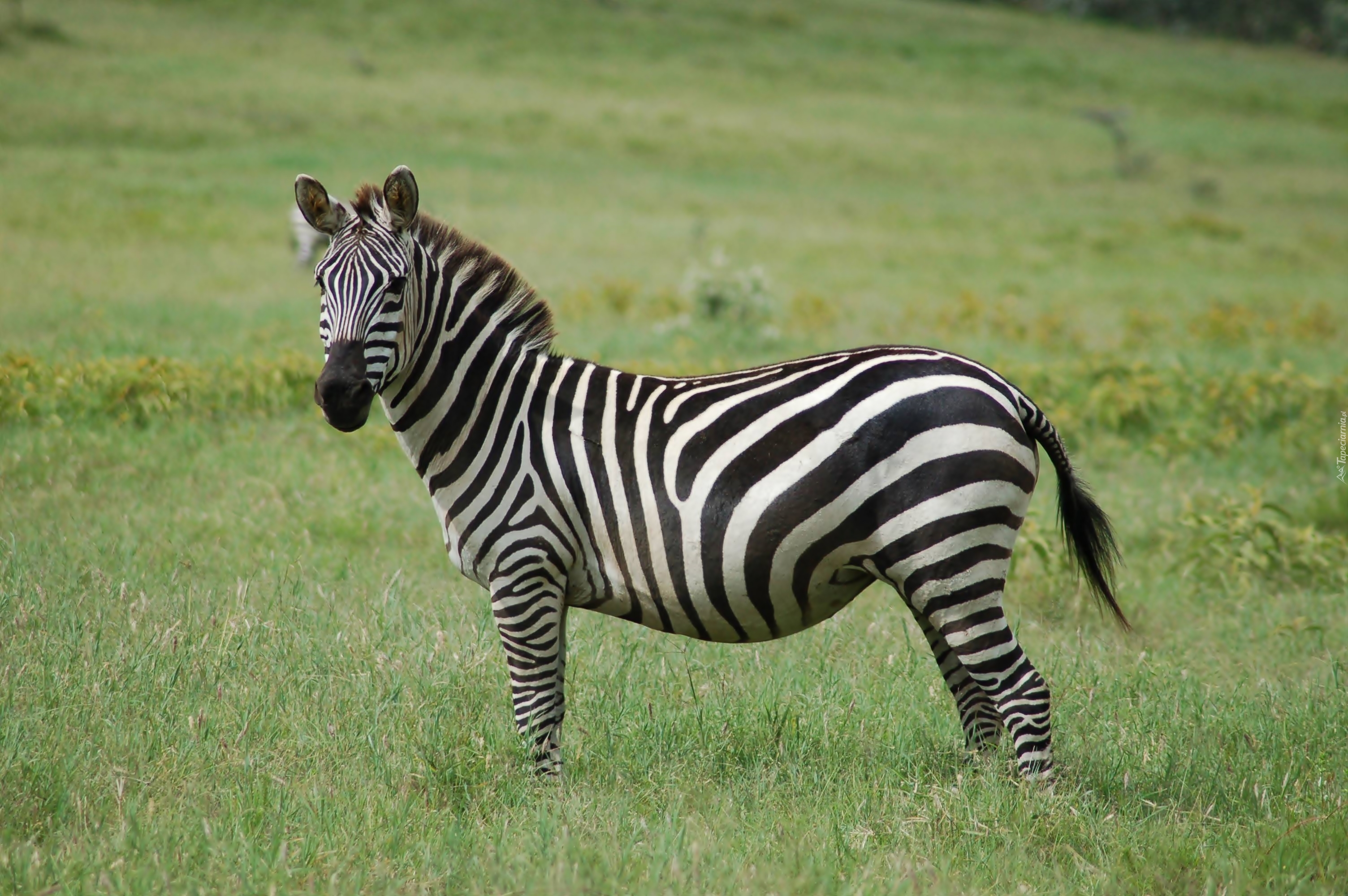 Zebra, Łąka