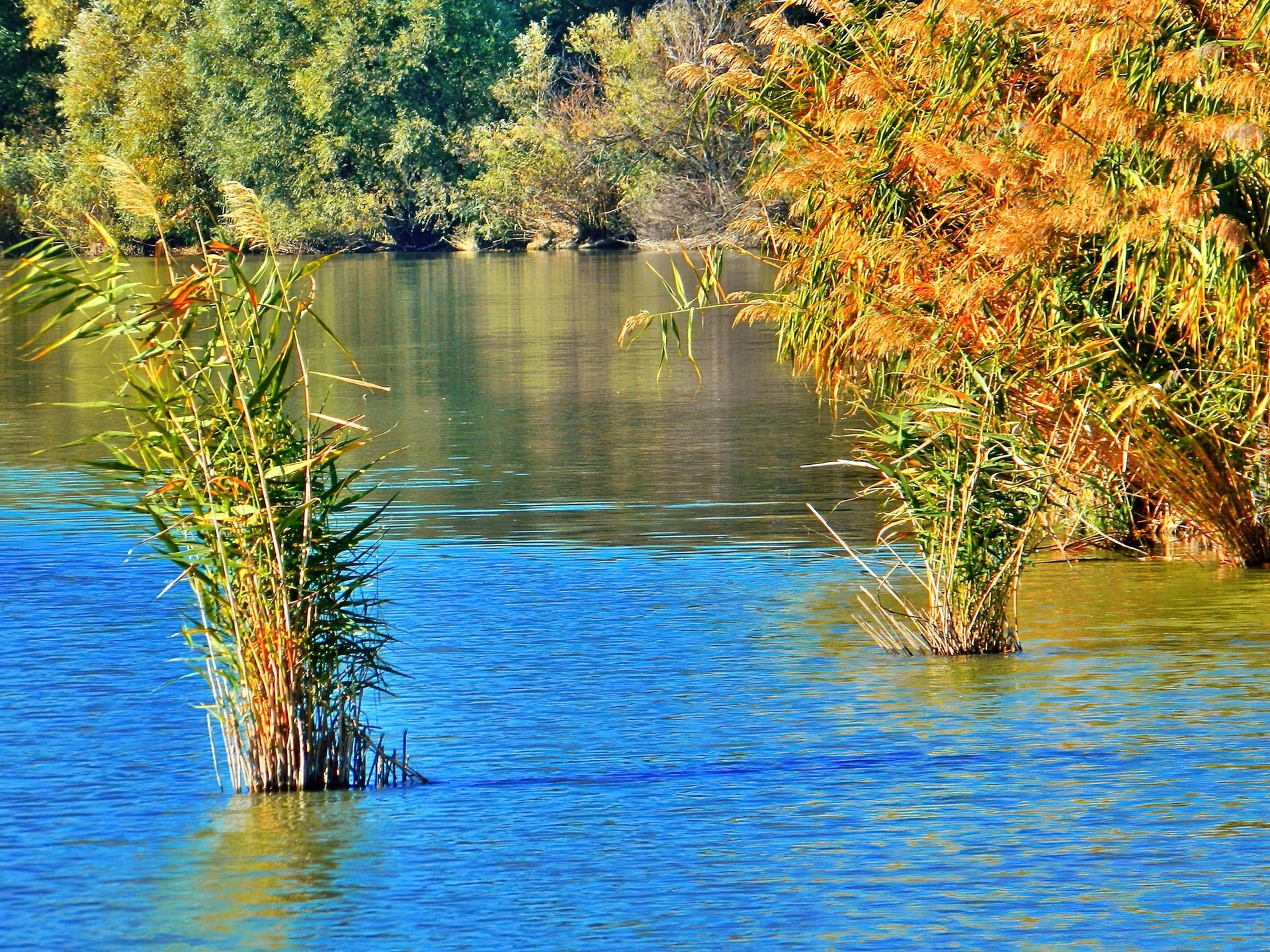 Jesień, Jezioro, Szuwary