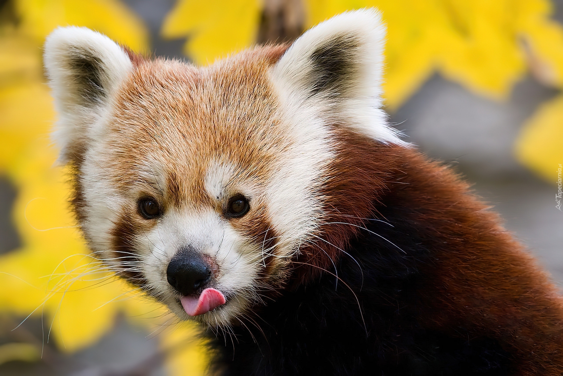 Malutka, Panda, Języczek, Pandka ruda