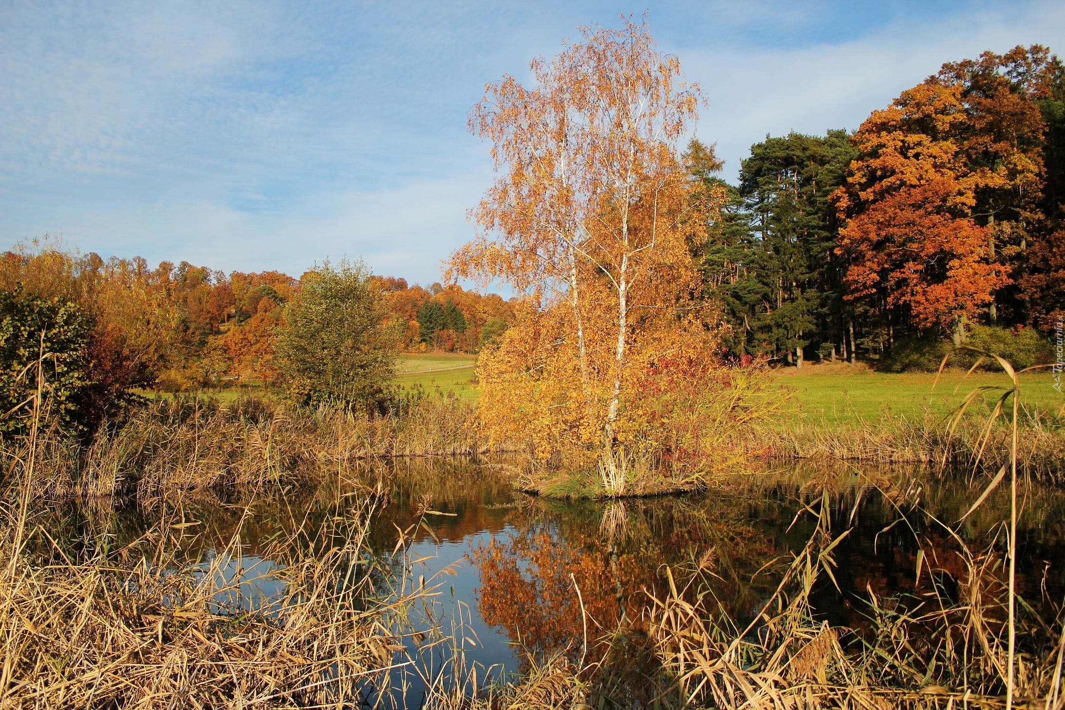 Jezioro, Drzewa, Łąka