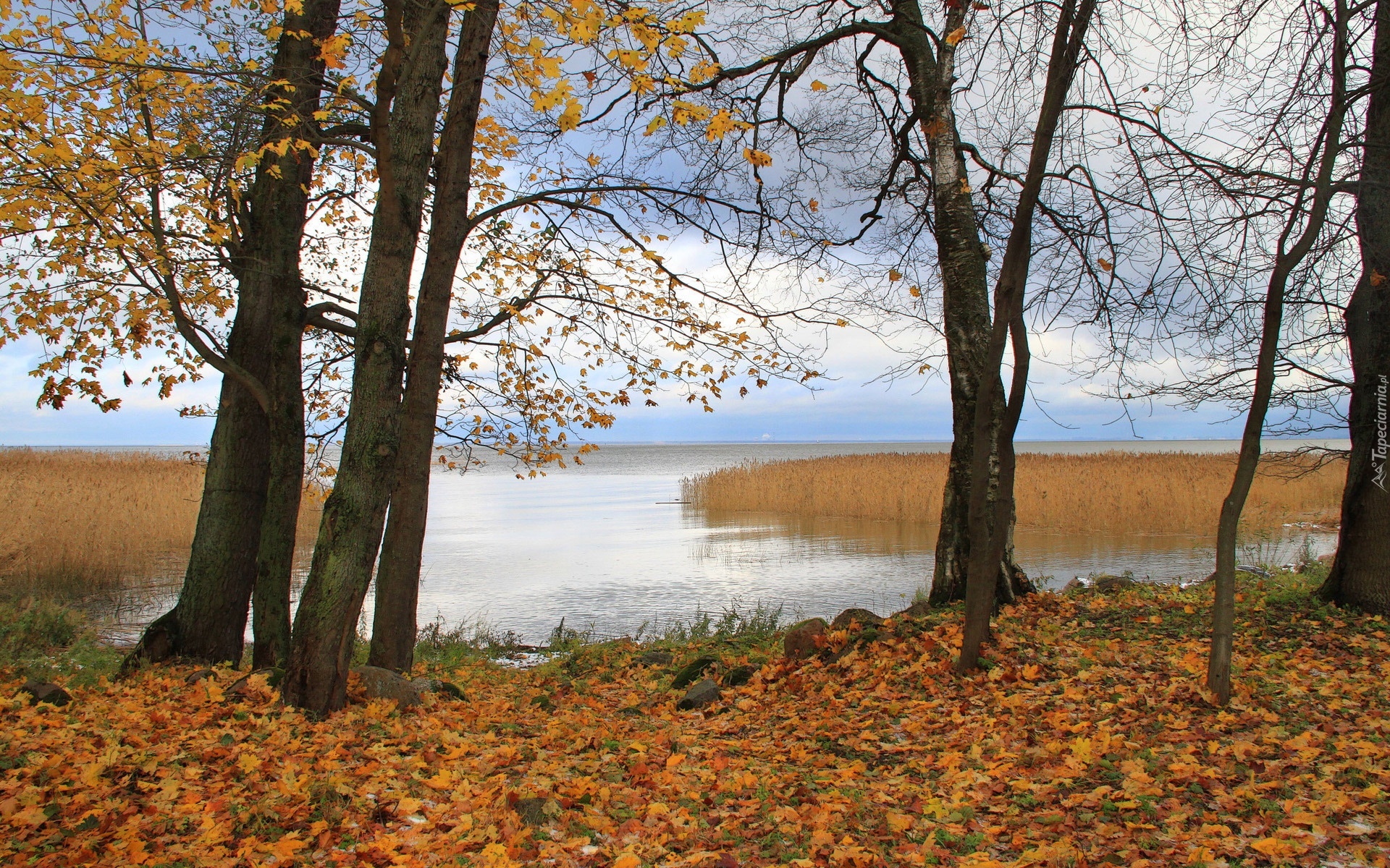 Jezioro, Drzewa, Liście, Jesień