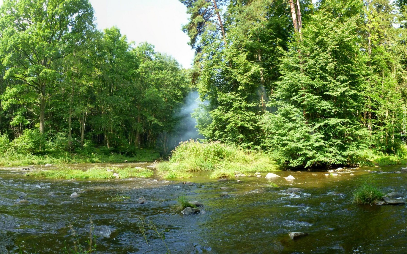 Rzeka, Las, Drzewa, Kamienie