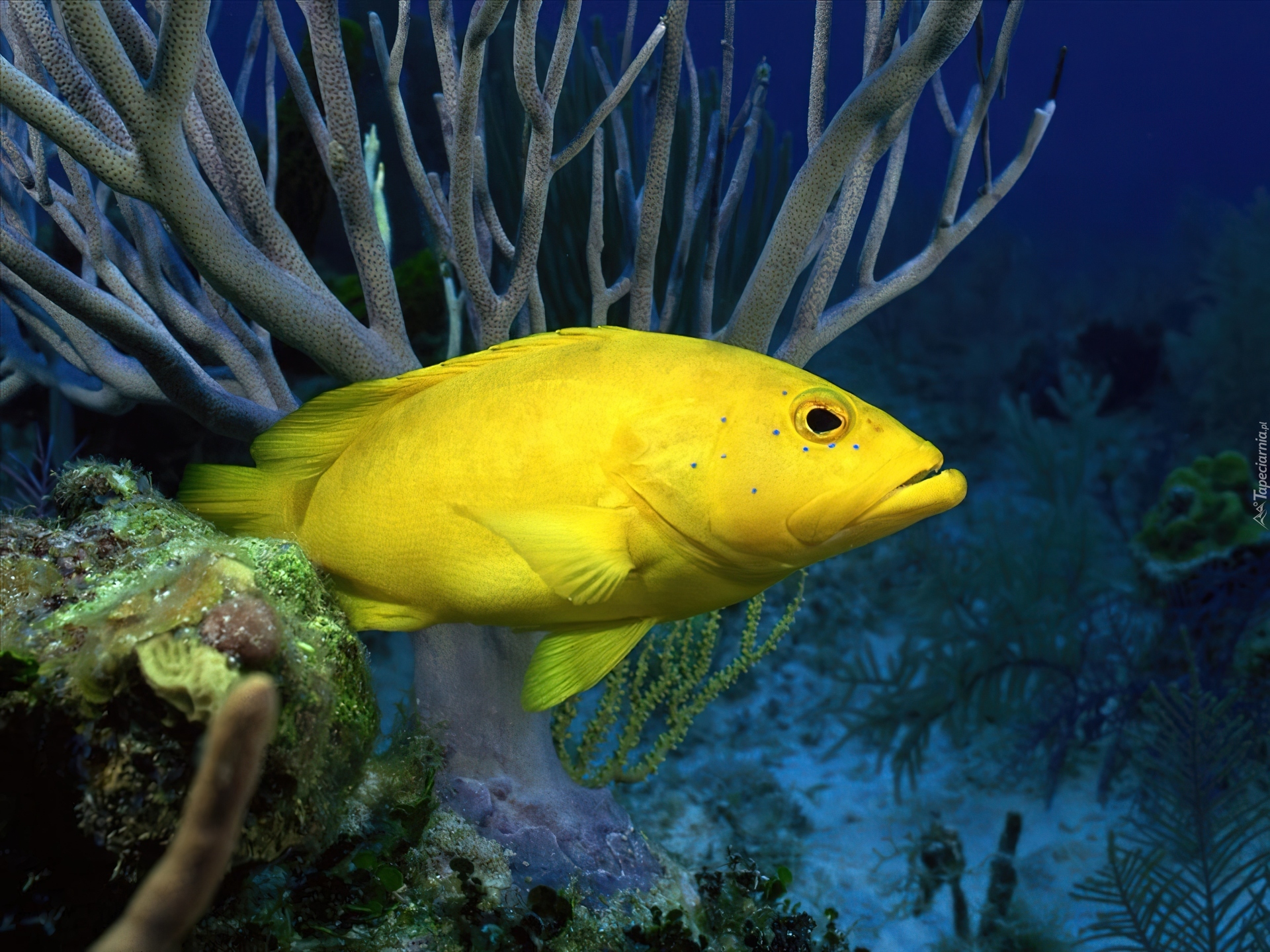 Обитатели океана рыбы. Йеллоу Фиш. Губан желтый. Морские рыбки. Желтая морская рыбка.