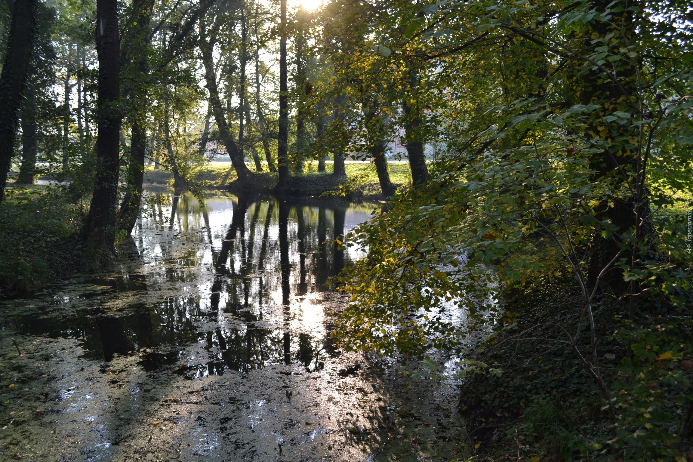 Staw, Drzewa, Porośnięte, Bluszczem