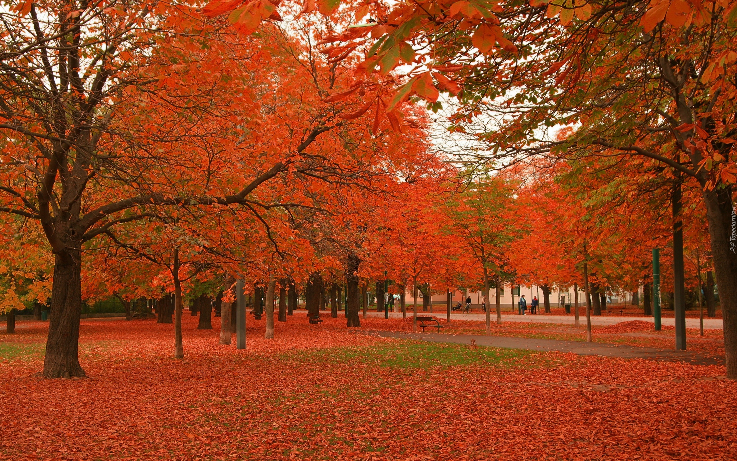 Park, Jesień, Ławka, Drzewa