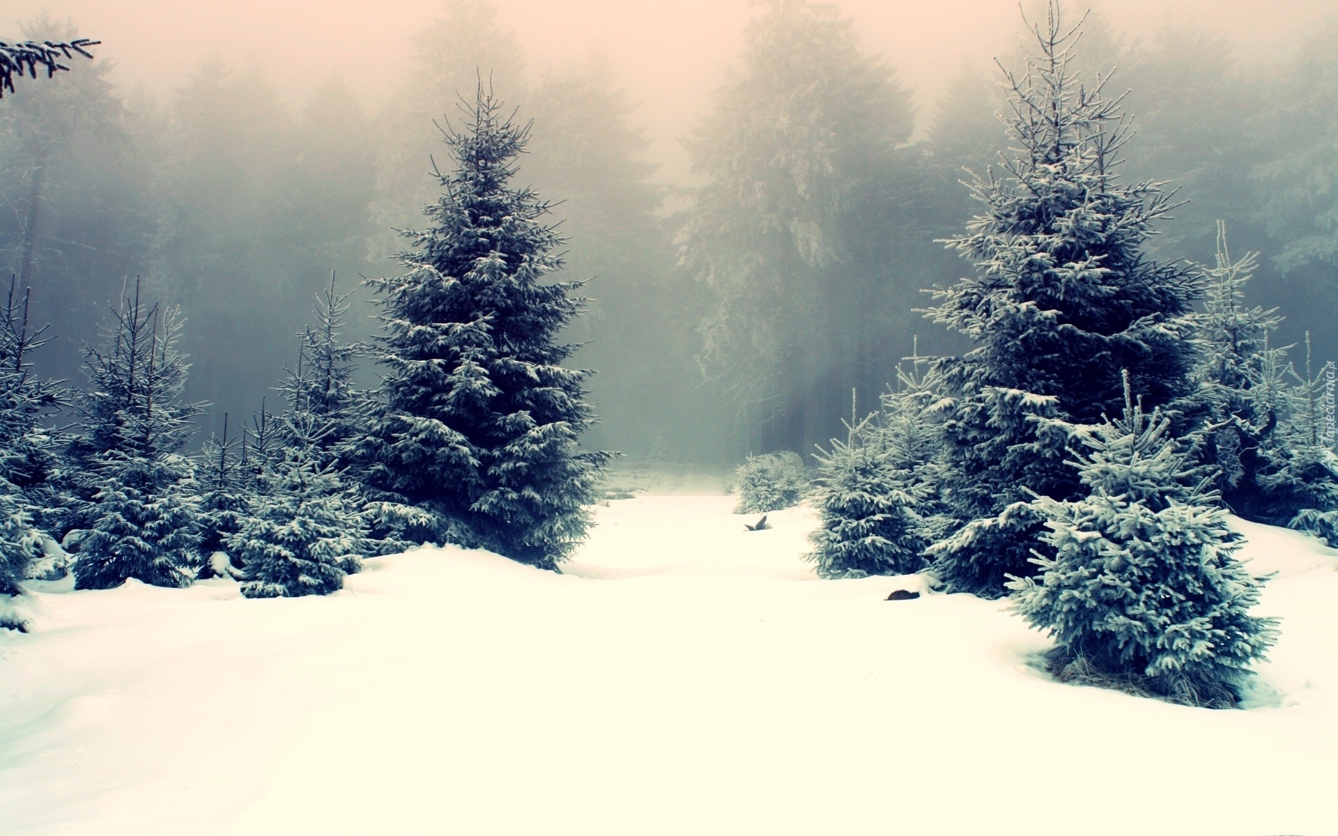 Las, Drzewa, Mgła, Zima