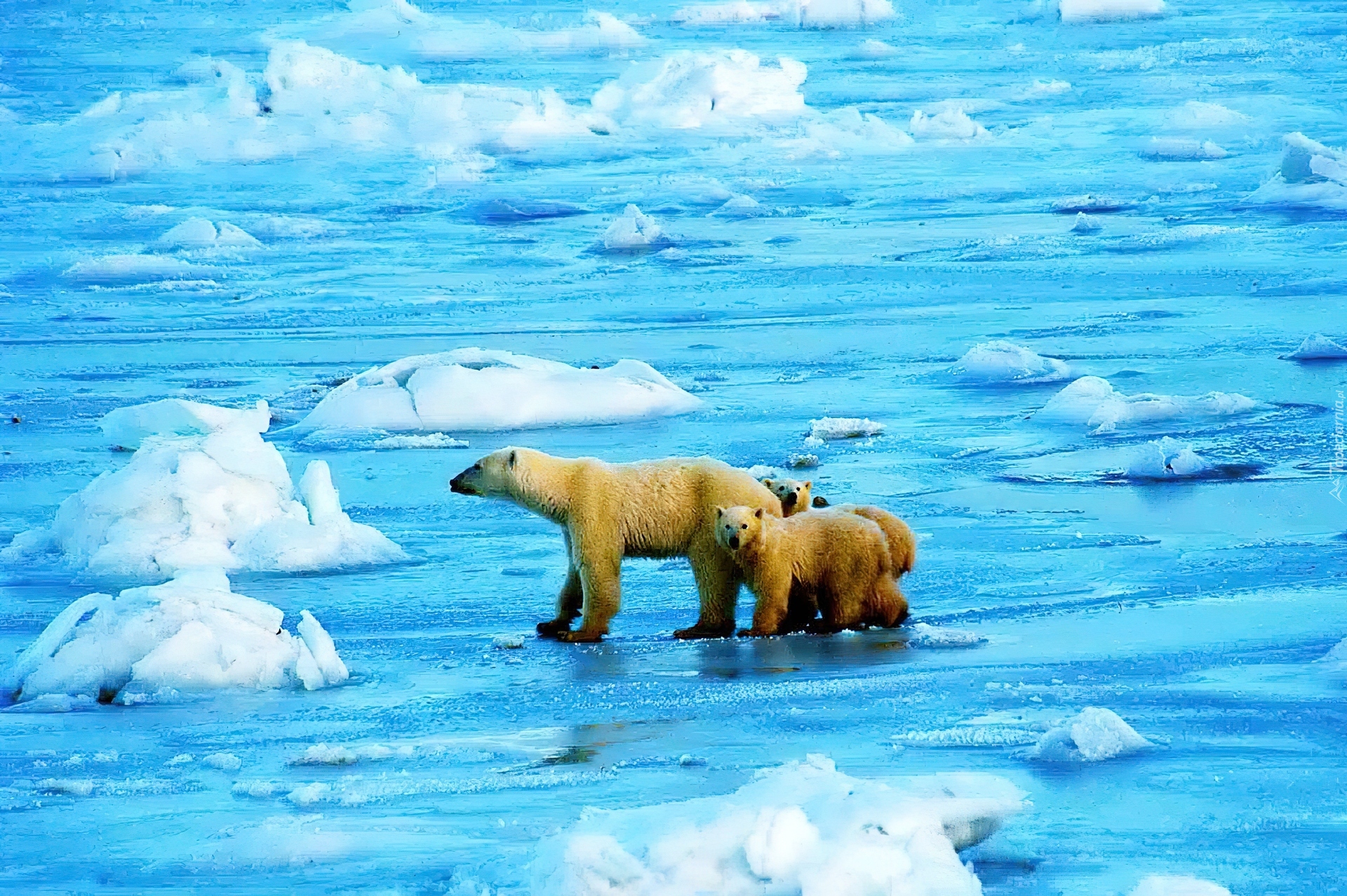 Niedźwiedzie, Woda, Lód