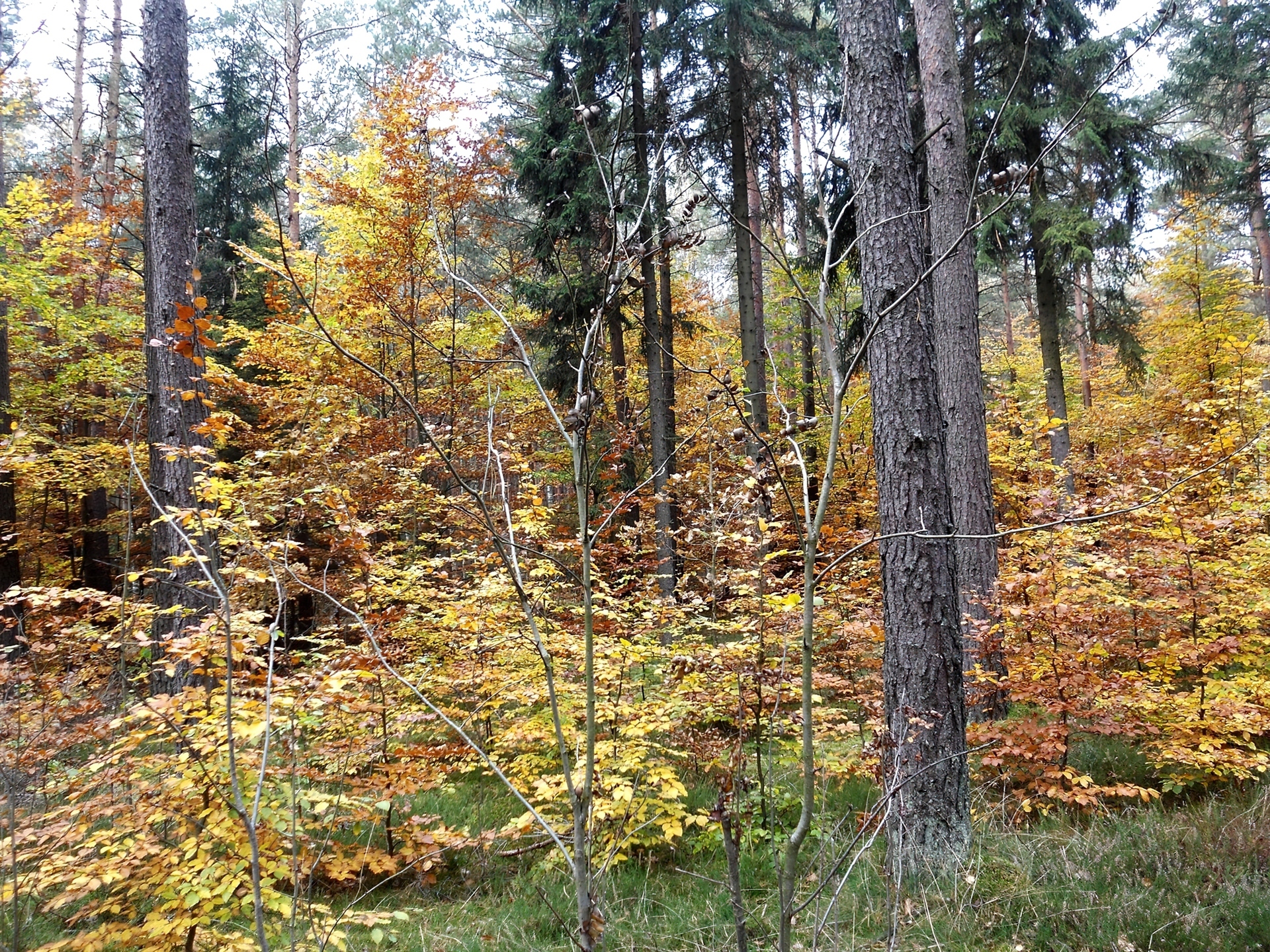 Las, Jesień, Drzewa, Żółte, Liście